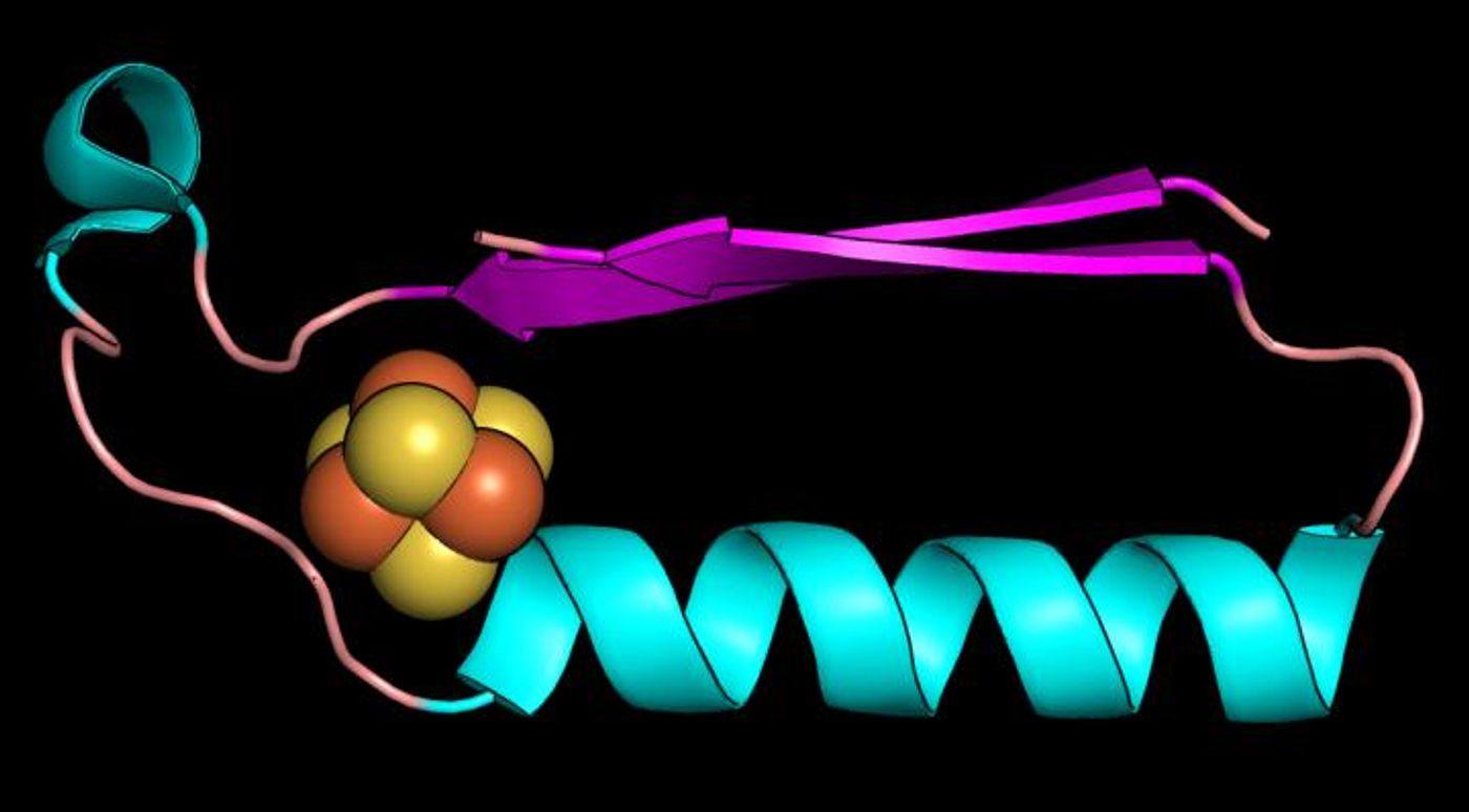 This image shows a fold (shape) that may have been one of the earliest proteins in the evolution of metabolism. / Credit: Vikas Nanda/Rutgers University