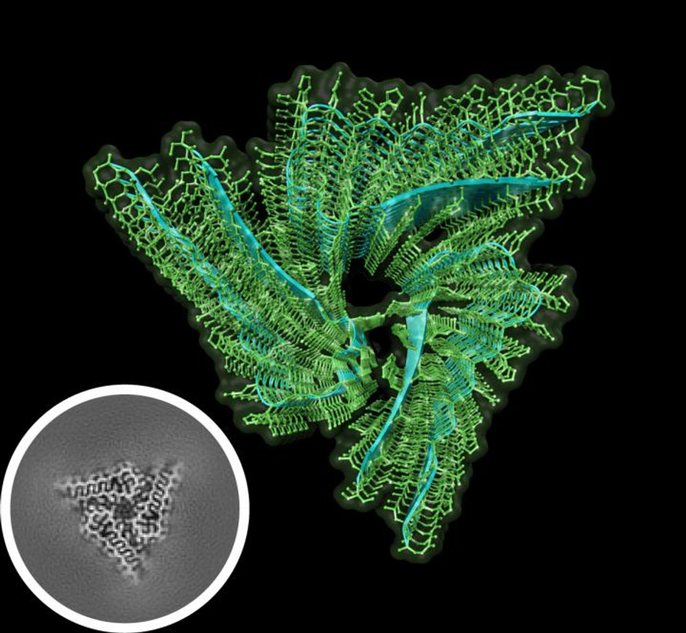 Atomic structure of biochemically active Orb2 amyloid reveals the stacked three-fold helical symmetry of the filament core. Inset: A reconstruction of the Orb2 amyloid filament core was generated using cryo-electron microscopy combined with image processing. / Credit: Si Lab, Stowers Institute for Medical Research