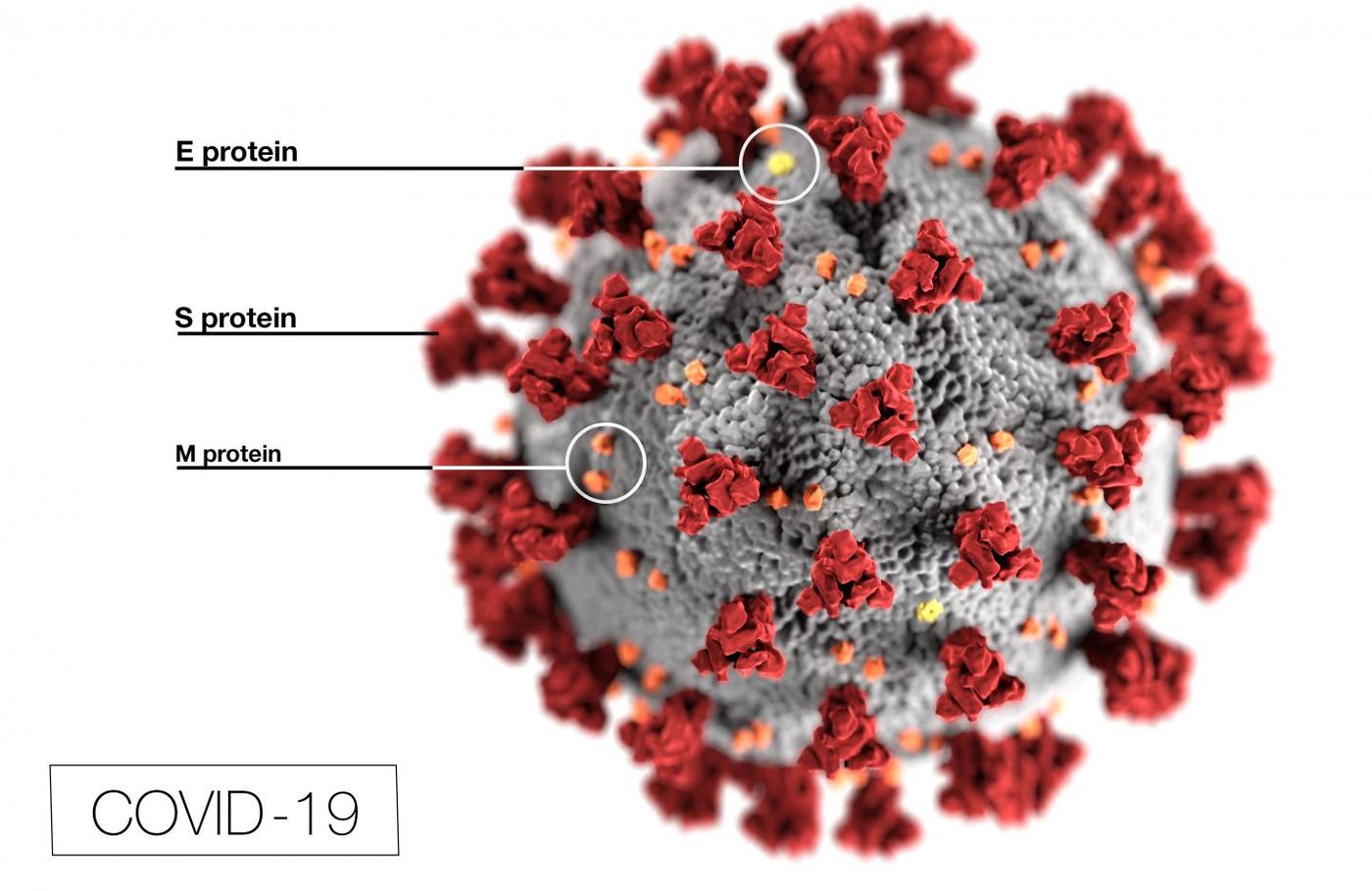 SARS-CoV-2 / Credit: Centers for Disease Control and Prevention