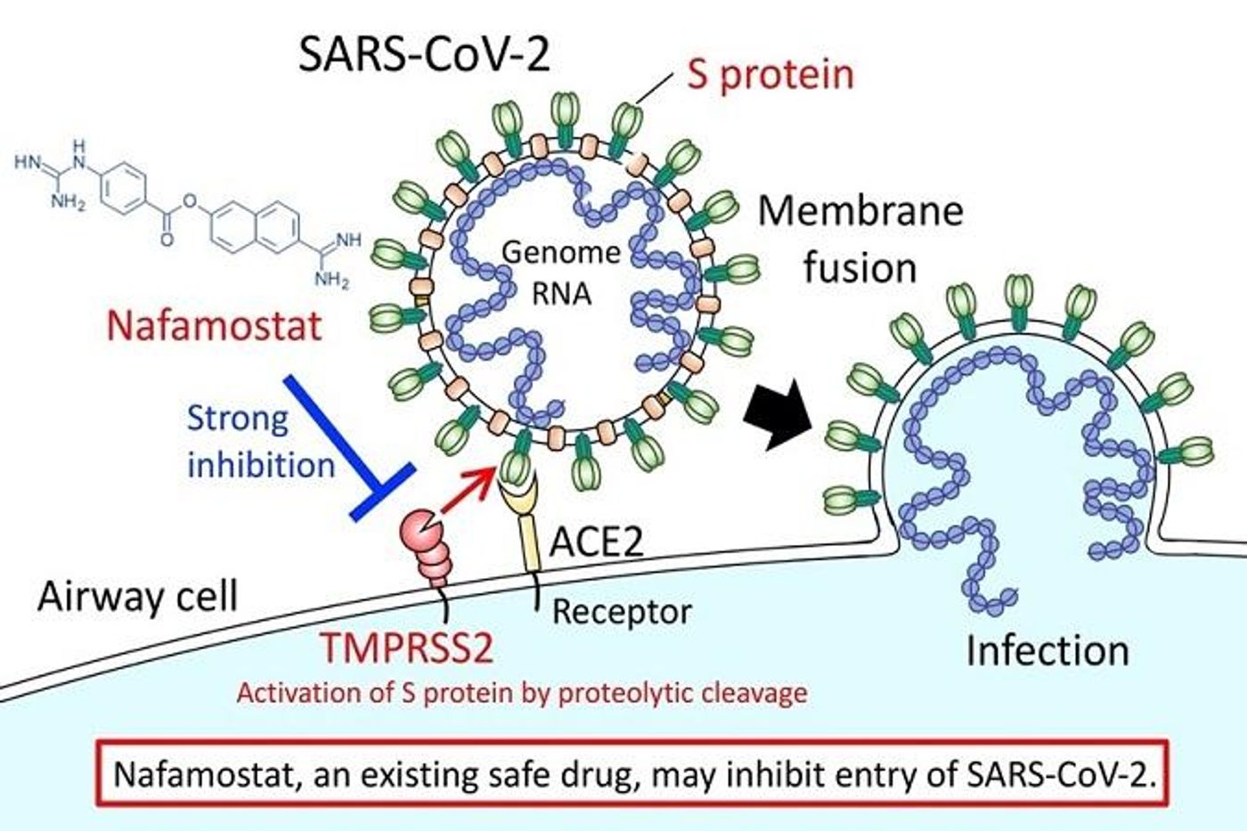 Nafamostat, an existing safe drug, may inhibit entry of SARS-CoV-2. / Image: 2020 The University of Tokyo.