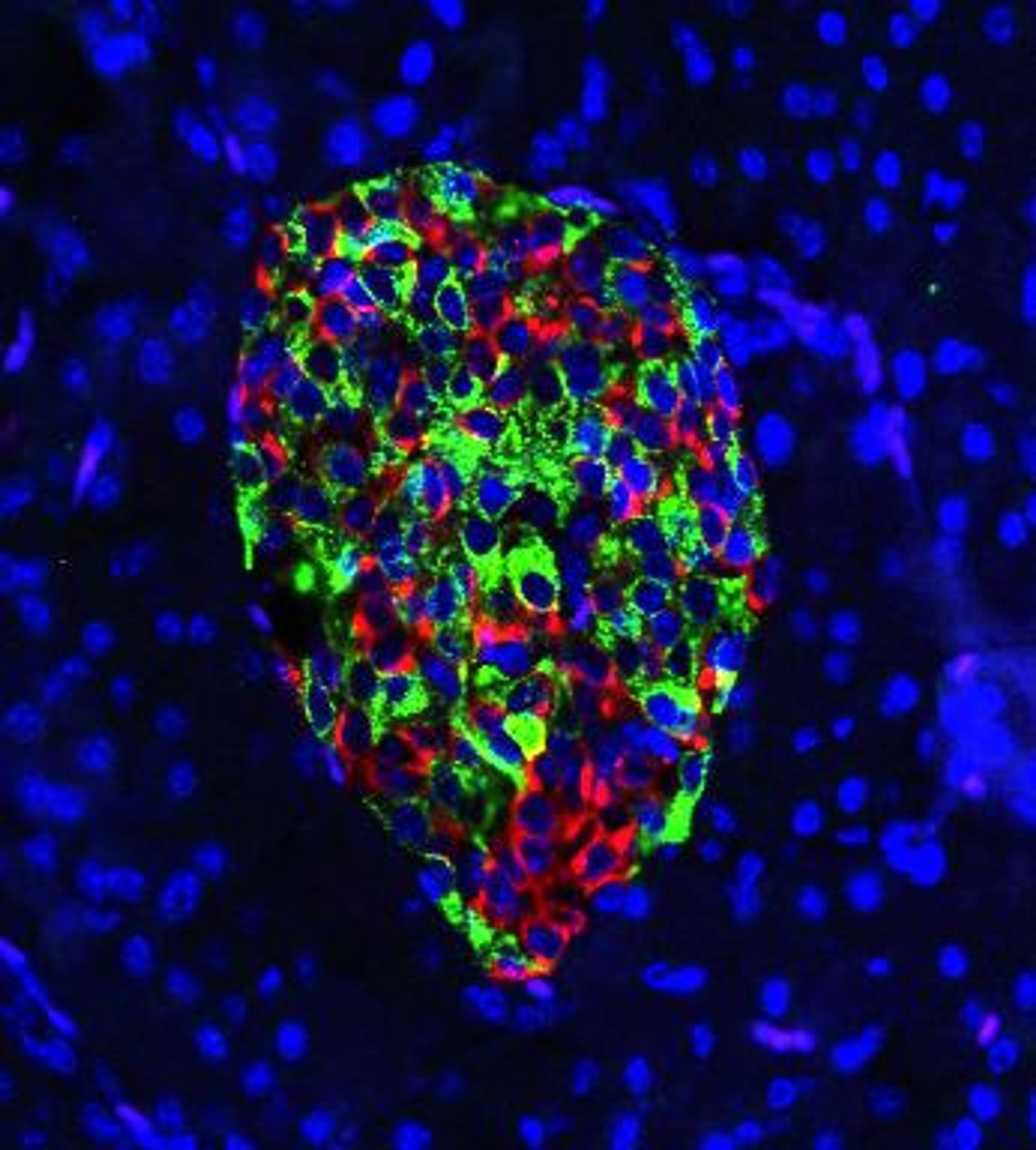 Cells in the pancreas of a gene-edited mouse produce nearly equal amounts of the hormones insulin (green) and glucagon (red). In mice that develop Type 1 diabetes, green would predominate, and insulin production would draw the deadly attention of a disordered immune system. / Credit: Courtesy of Hugo Lee