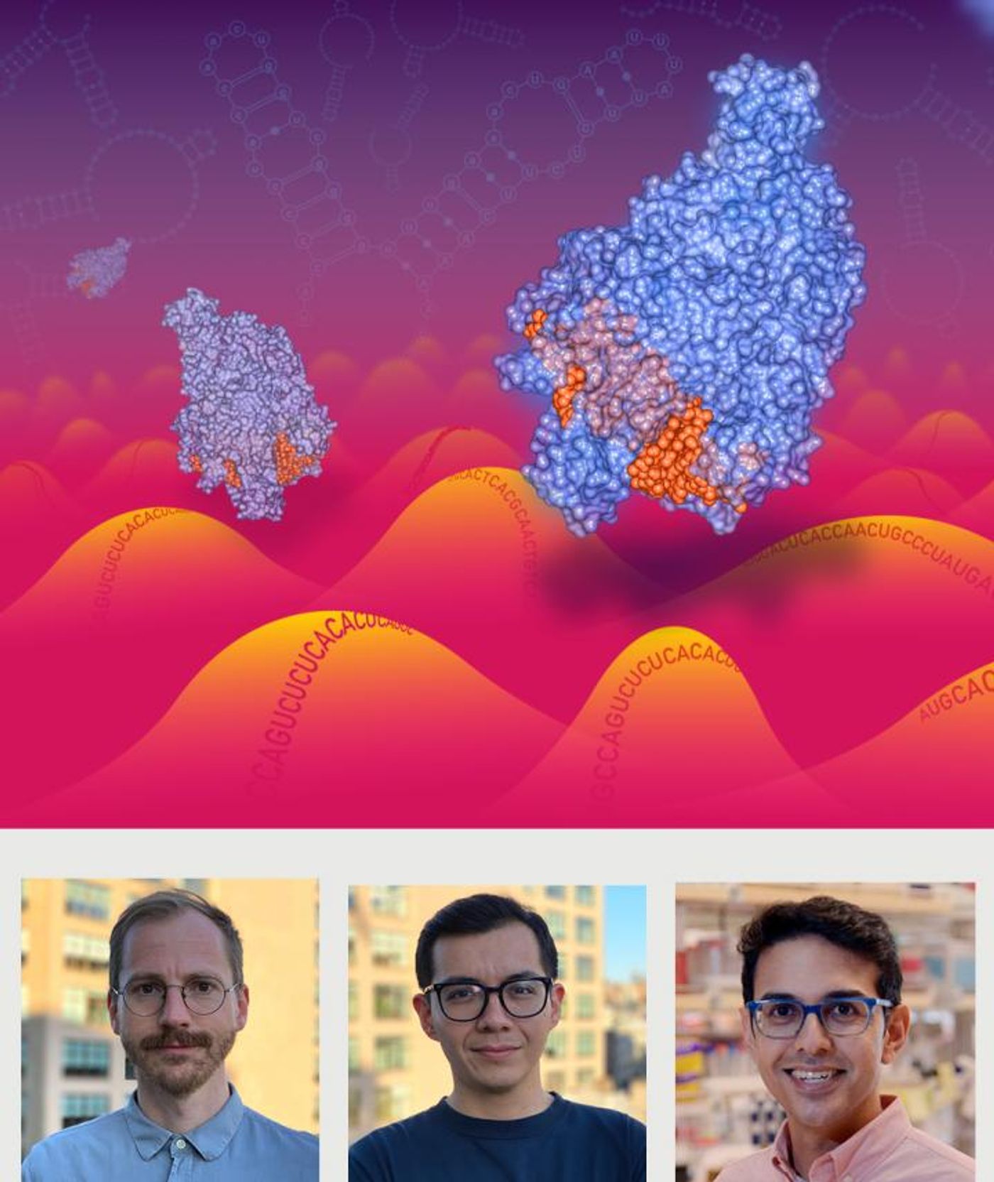 Cas13 enzymes traveling along a RNA landscape. Artist: Christian Stolte; co-first authors, Hans-Hermann Wessels and Alejandro Méndez-Mancilla, and study senior author Neville Sanjana (l-r, bottom). / Credit: New York Genome Center