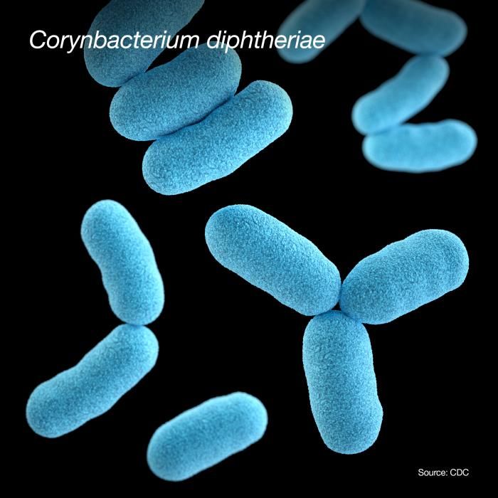 An illustration based on SEM imagery depicting a computer-generated image of Corynebacterium diphtheriae bacteria. / Credit: CDC/ Sarah Bailey Cutchin / Photo Credit: Illustrator: Jennifer Oosthuizen