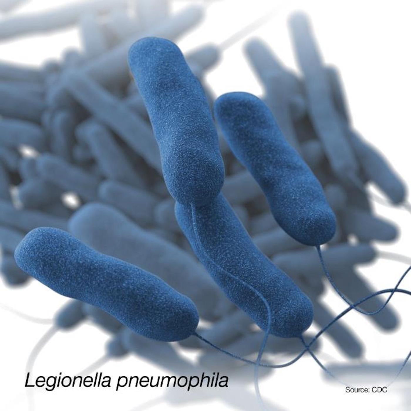 A 3D, computer-generated image of a group of Gram-negative Legionella pneumophila bacteria, based on scanning electron microscopic (SEM) imagery. / Credit: CDC/ Sarah Bailey Cutchin / Illustrator: Dan Higgins