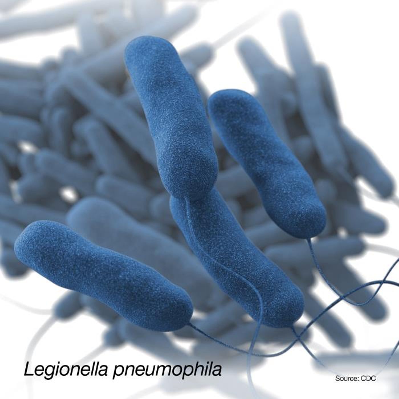 A 3D, computer-generated image of a group of Gram-negative, Legionella pneumophila, bacteria. The recreation was based on SEM imagery. / Credit: CDC/ Sarah Bailey Cutchin / Illustrator: Dan Higgins