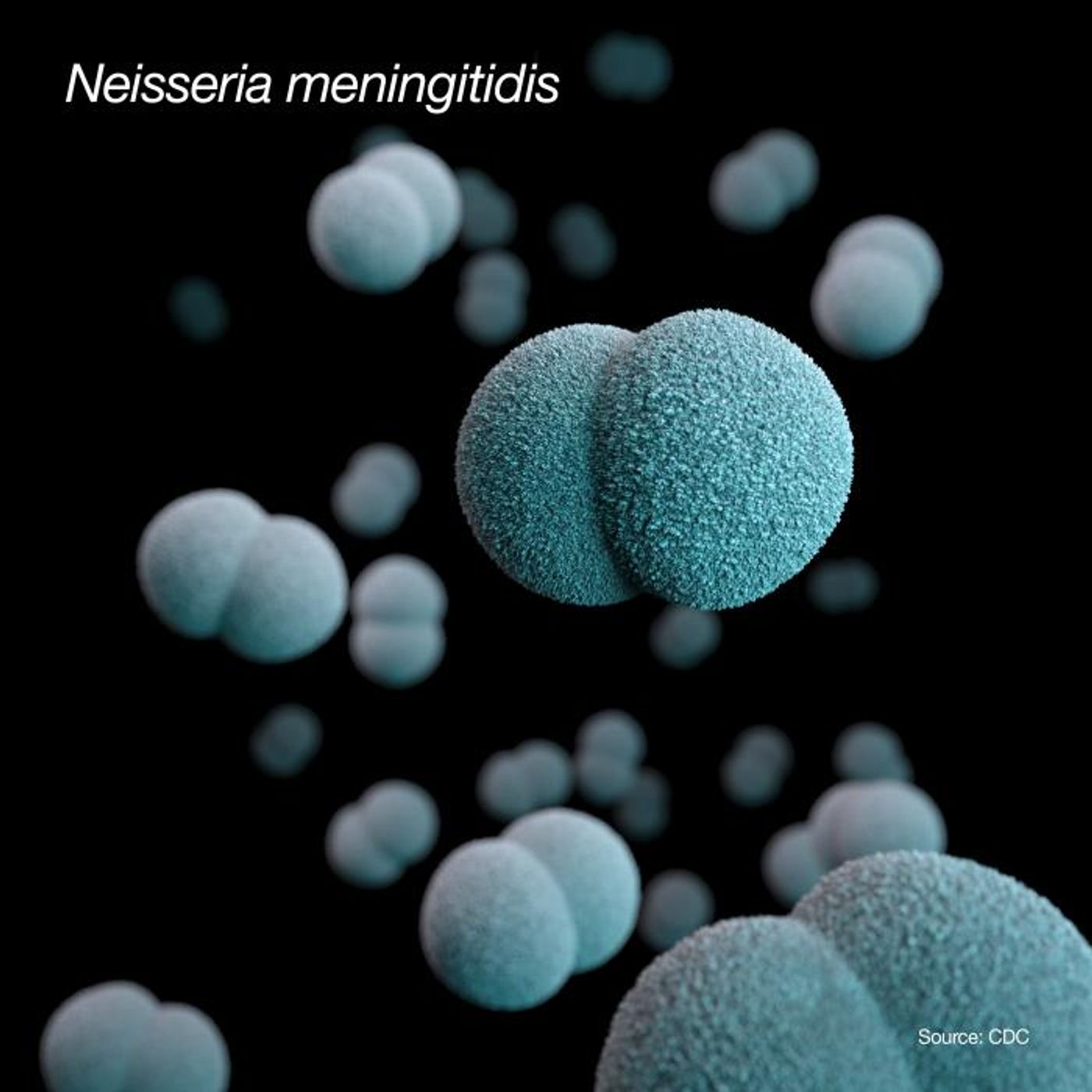 An illustration of three-dimensional (3D) diplococcal, Gram-negative, Neisseria meningitidis, bacteria; artistic recreation based on SEM imagery. / Credit: CDC/ Sarah Bailey Cutchin