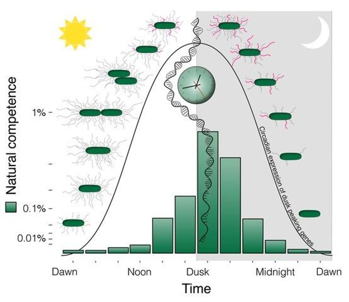 New research provides a striking example of the importance of keeping the internal biological clock aligned with the external environment so that processes occur at the right time of day. / Credit: Golden Lab, UC San Diego