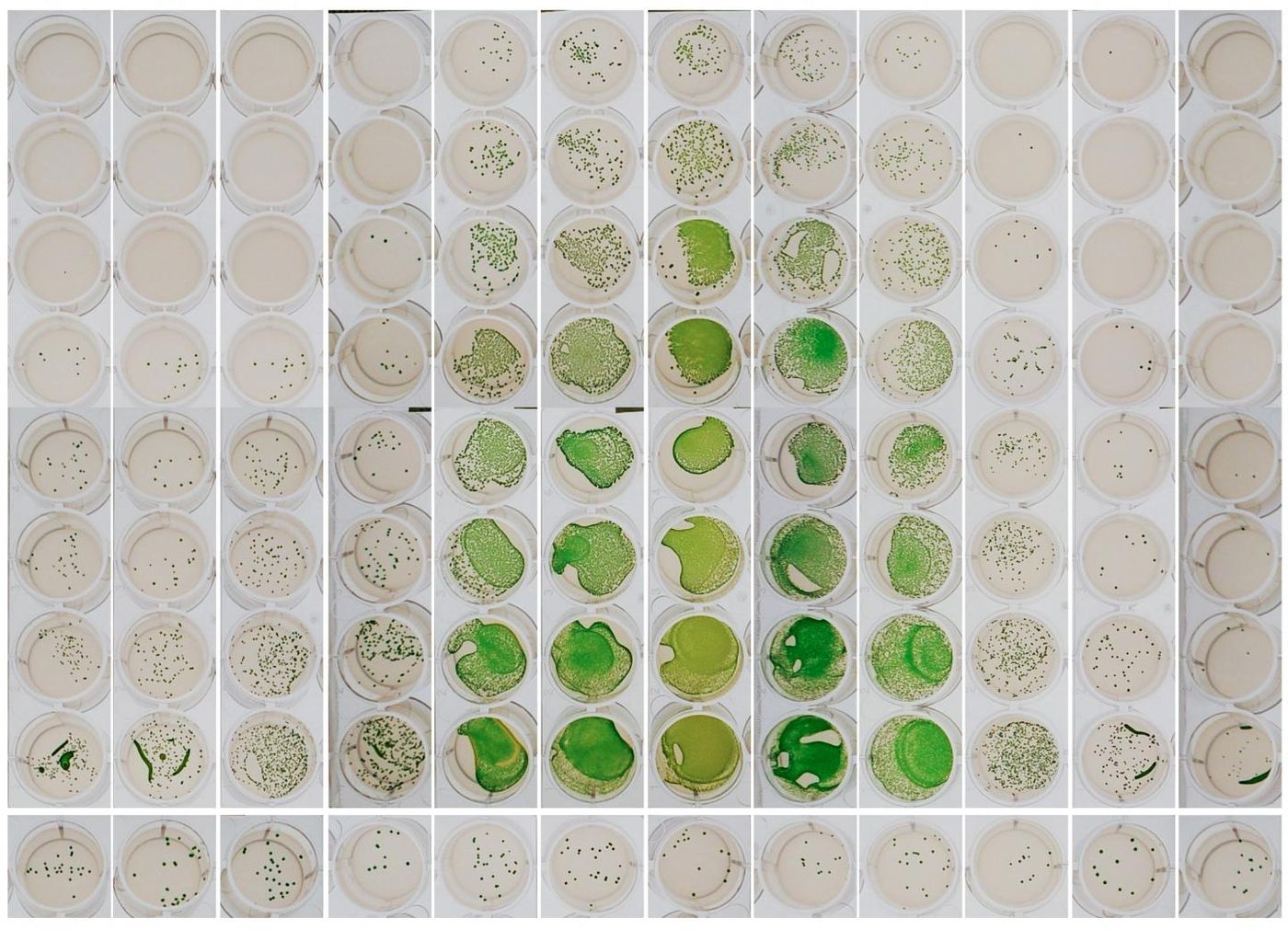 Columns show samples of cyanobacteria taken at different times of day and incubated with DNA that, if taken up and incorporated, allows them to grow on an antibiotic-containing medium. Green growth higher in the column shows more cells have taken up DNA. The samples in the center, around dusk and early night, are thousands of times better at taking up DNA than samples at dawn (left and right edges). / Credit: Golden Lab, UC San Diego