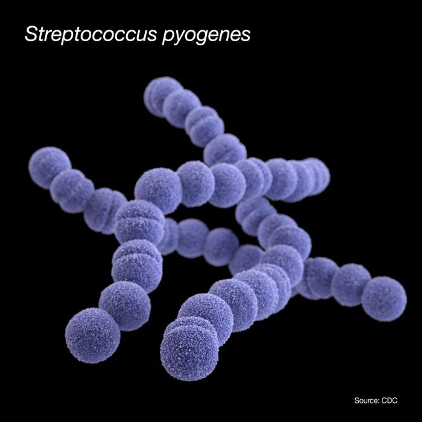  A 3D, computer-generated image of a group of Streptococcus pyogenes (group A Streptococcus) bacteria. The artistic recreation was based on SEM imagery. / Credit: CDC/ Antibiotic Resistance Coordination and Strategy Unit/ Jennifer Oosthuizen - Medical Illustrator