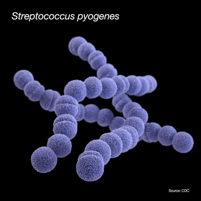 A 3D, computer-generated image (based upon scanning electron microscopic (SEM) imagery) of a Streptococcus pyogenes (group A Streptococcus) bacteria.  / Credit: CDC/ Antibiotic Resistance Coordination and Strategy Unit / Photo Credit: Jennifer Oosthuizen - Medical Illustrator