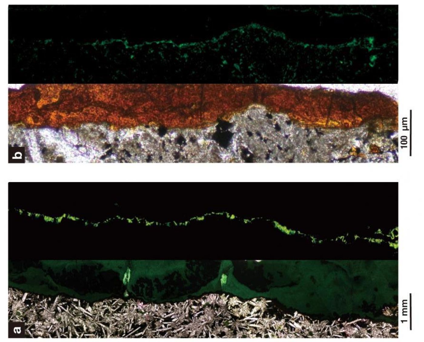 Dense colonies of aerobic bacteria live in tunnels of clay minerals within solid rock 122 m beneath the seafloor. (B is 1,000x greater magnification than A). Top, normal illumination; bottom, fluorescent. Solid basalt rock (gray), clay minerals (orange), bacterial cells (green). / Credit: Suzuki et al. 2020, DOI: 10.1038/s42003-020-0860-1, CC BY 4.0