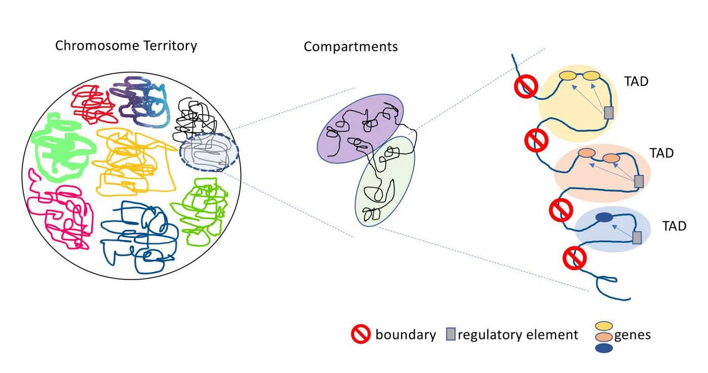 Topologically associated domains (TADs) are distinct regions of the genome with strict boundaries that keep the domains from interacting with genetic material in neighboring TADs. / Credit: Jin Szatkiewicz, PhD, UNC School of Medicine
