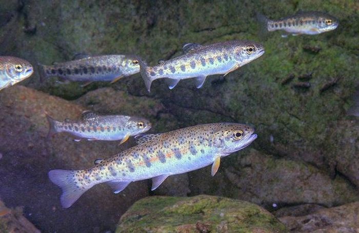 Steelhead trout are on the decline, and new research suggests it starts with the low survival rate of the younglings.