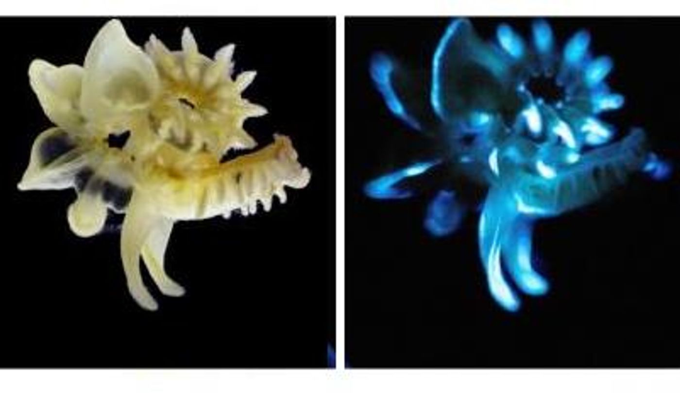 Scientists discover new bioluminescent sea worms