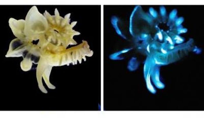 The marine parchment tube worm under natural light (left), and in the dark (right) with blue bioluminescent slime it produces. / Credit: David Liittschwager