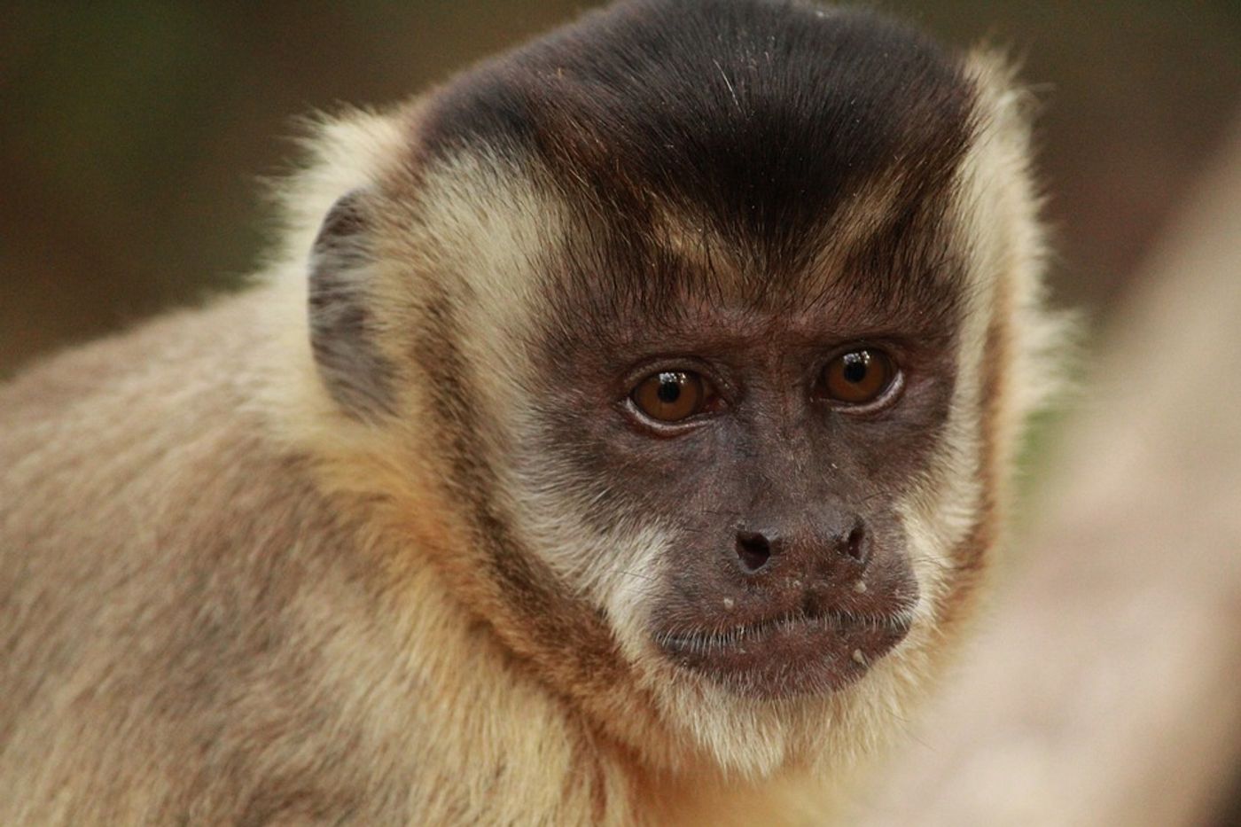 A brown capuchin monkey