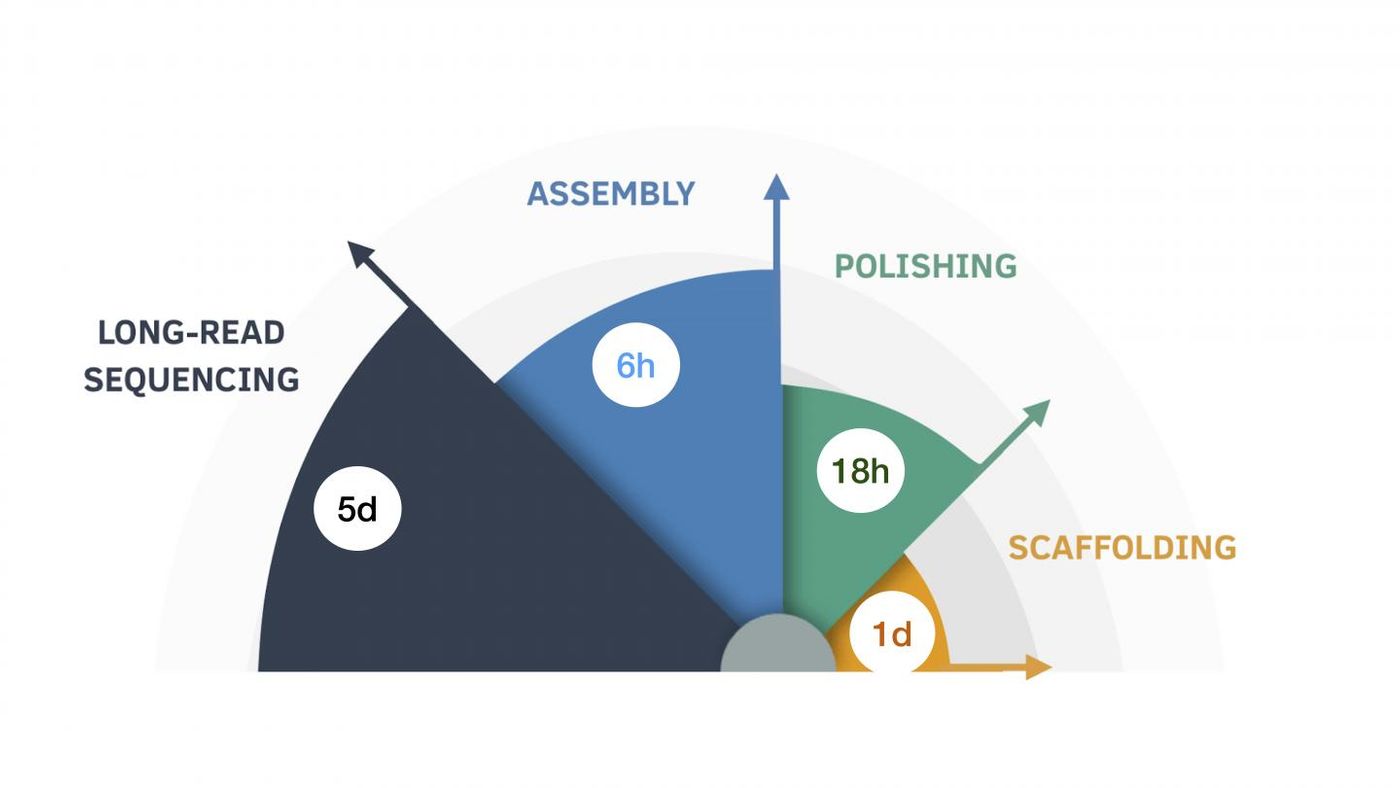 The nine-day assembly process, broken down by length of time for each step. / Credit: UC Santa Cruz Genomics Institute