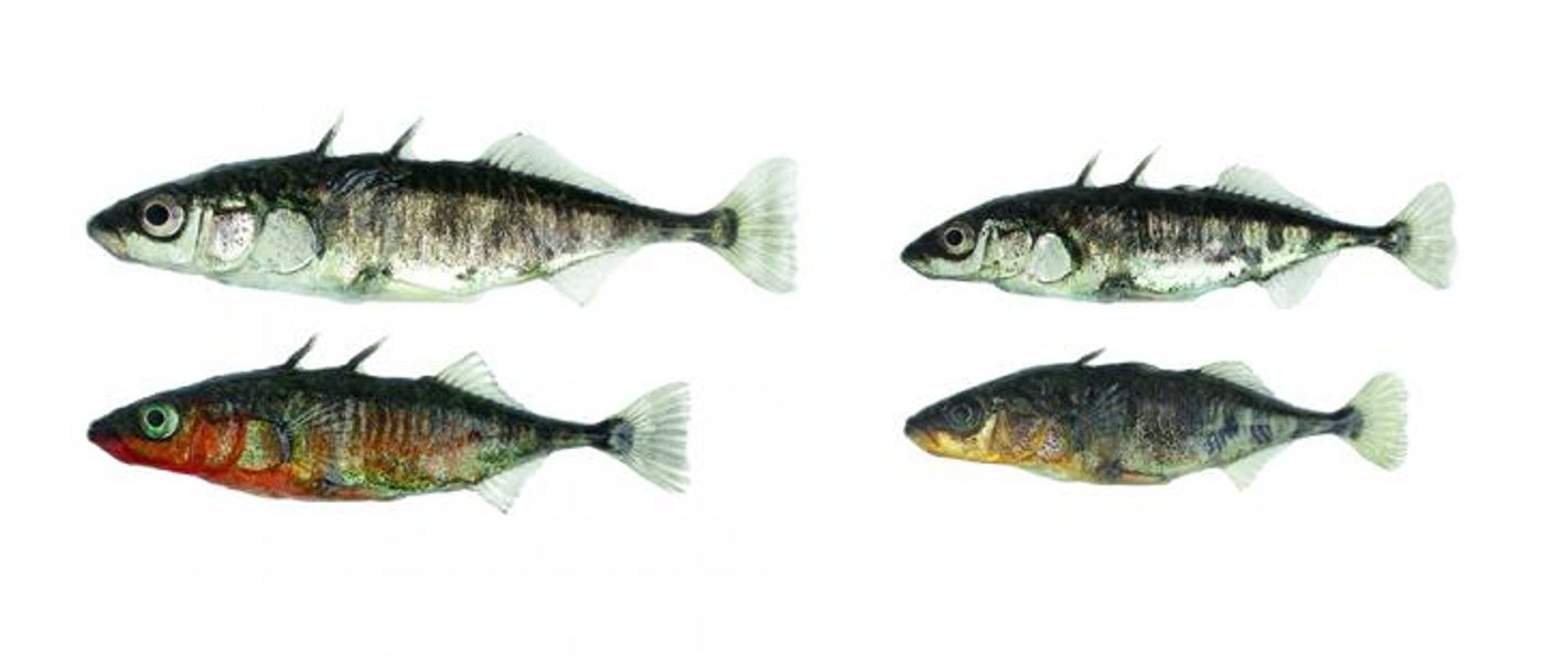 Two ecotypes of threespine stickleback fish can be found in and around Lake Constance. Each has developed under the influence of its specific habitat: lake stickleback on the left and river stickleback on the right. The two ecotypes differ in numerous morphological and behavioral traits; most striking are the differences in body size and in the breeding coloration of the males. / Credit: University of Basel, Daniel Berner