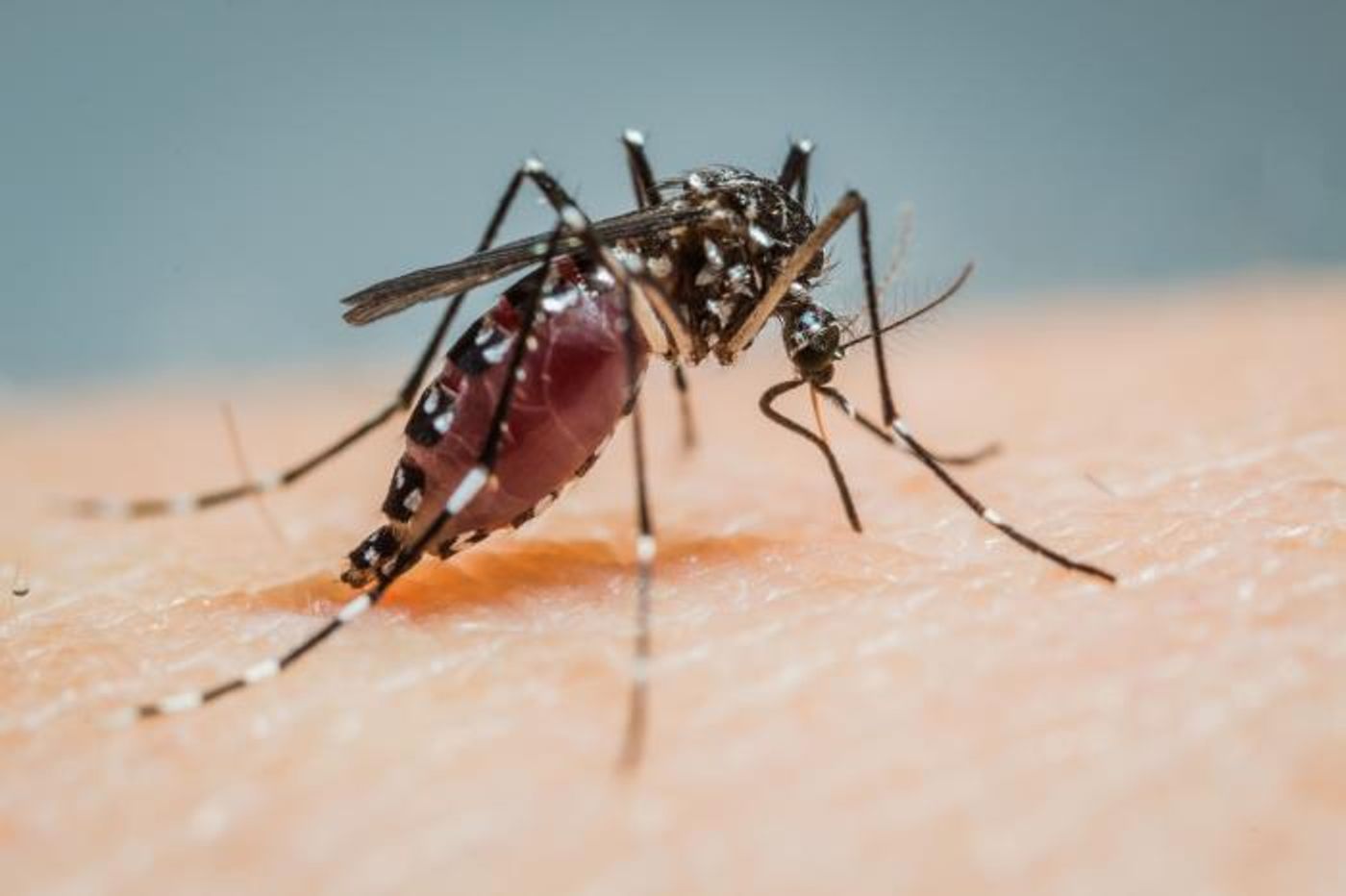 Captured in West Covina, California on September 13, 2018, this image depicts a close, right lateral view of a female, Aedes albopictus mosquito obtaining a blood meal. / Credit: CDC/ San Gabriel Valley Mosquito & Vector Control District (SGVMVCD), Pablo Cabrera