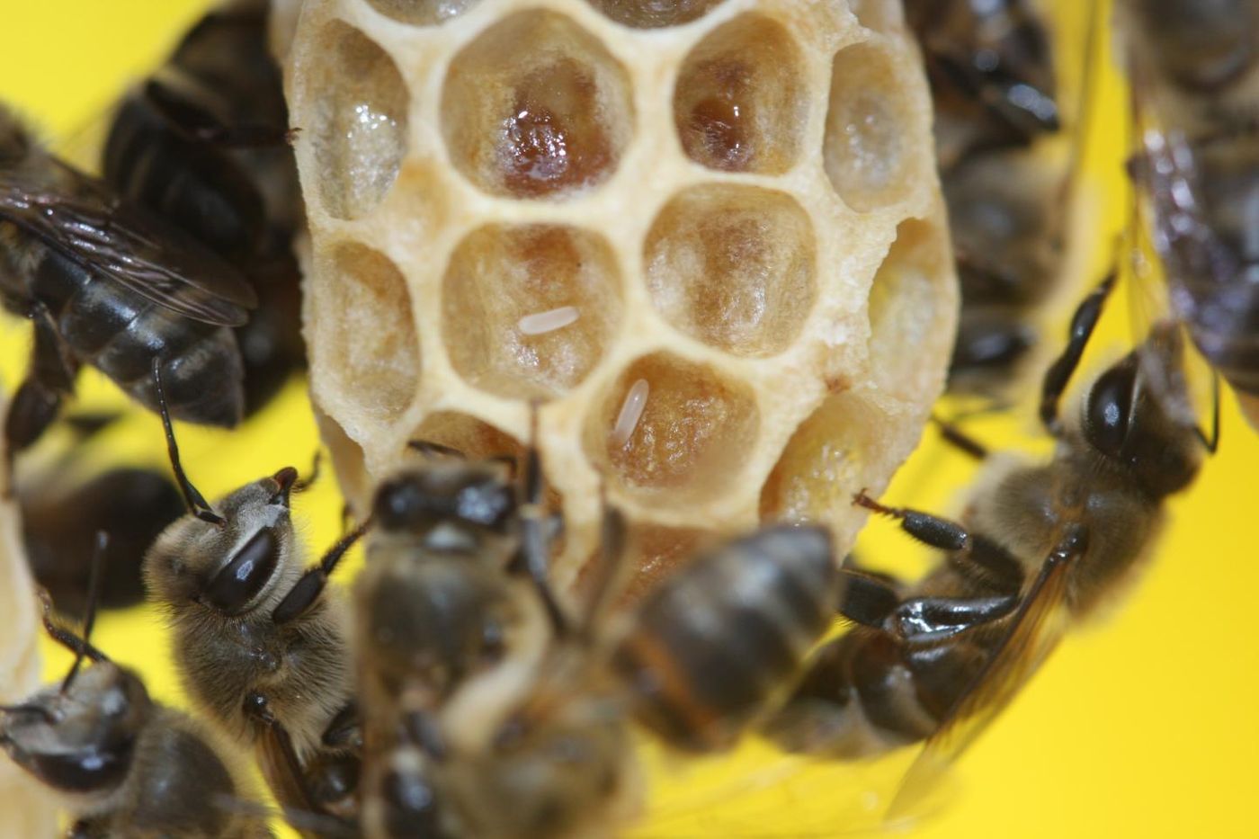 Cape honey bee workers laying parasitic eggs on a queen cell. / Credit: Professor Benjamin Oldroyd/University of Sydney