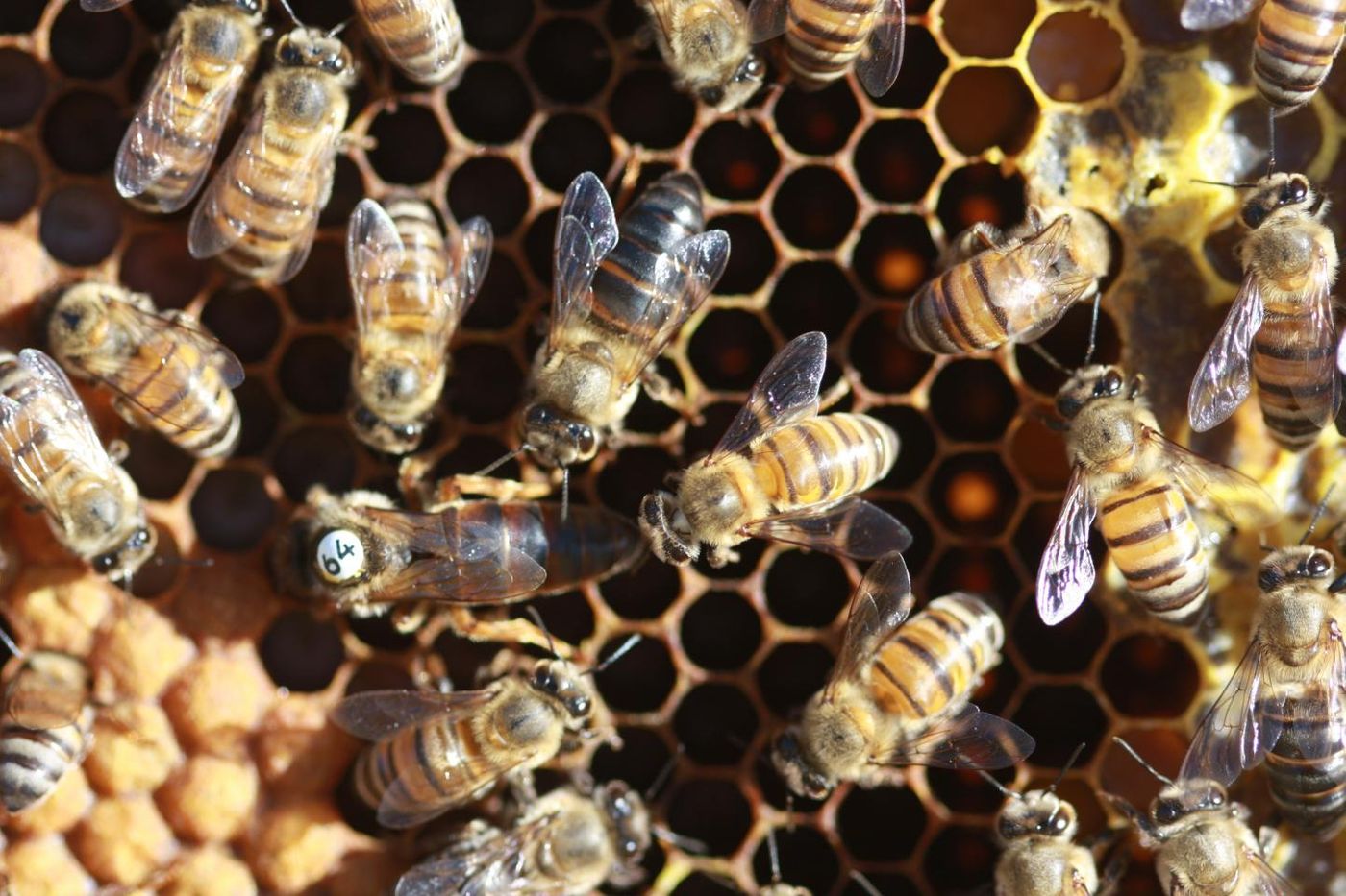 A 'Super Cape ' worker (black in centre) is nearly as big as a Capensis queen (with white disc). / Credit: Professor Benjamin Oldroyd/University of Sydney