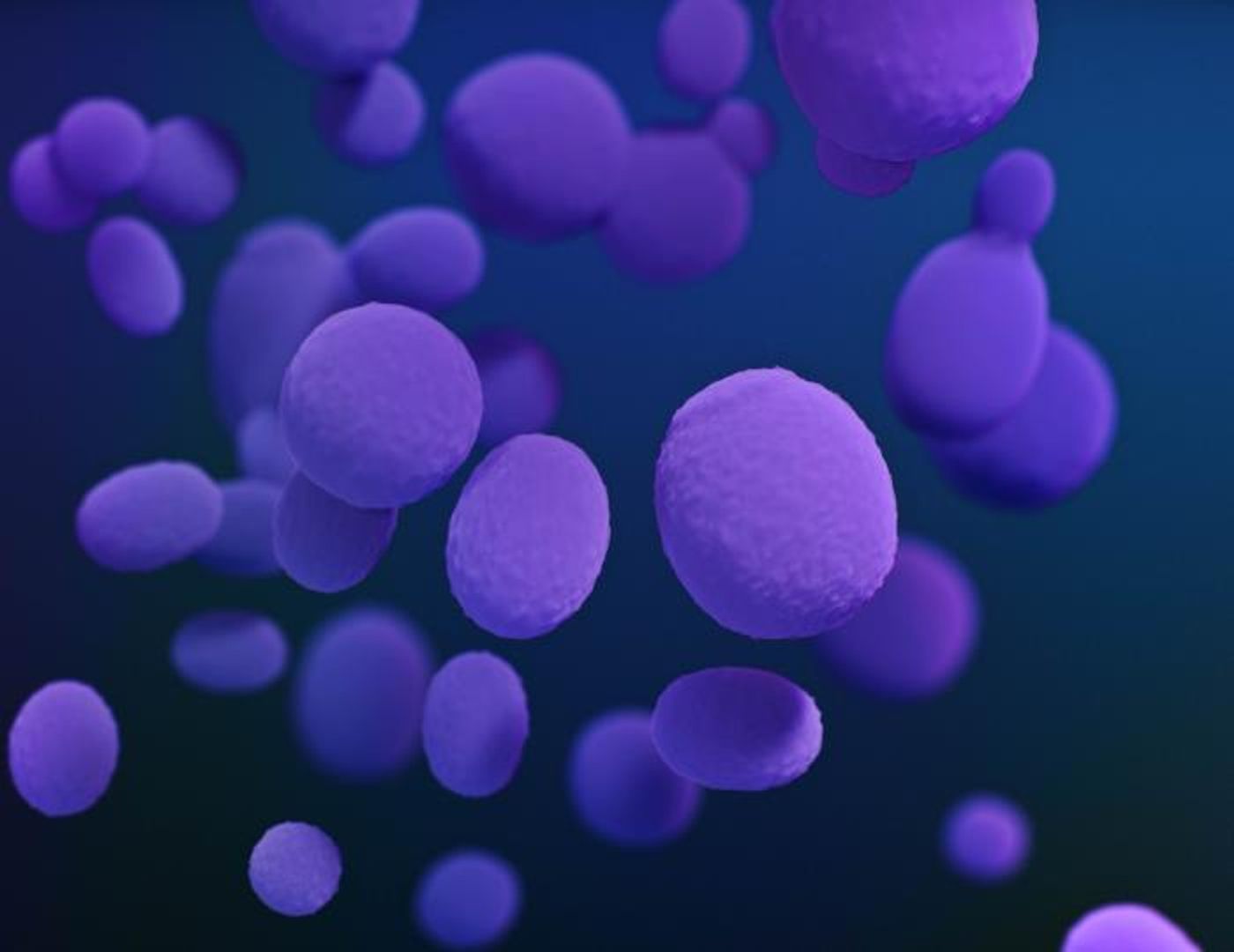 An illustration of Candida sp. fungal organisms / Credit: CDC/ Antibiotic Resistance Coordination and Strategy Unit / Photo Credit: Medical Illustrator: Stephanie Rossow