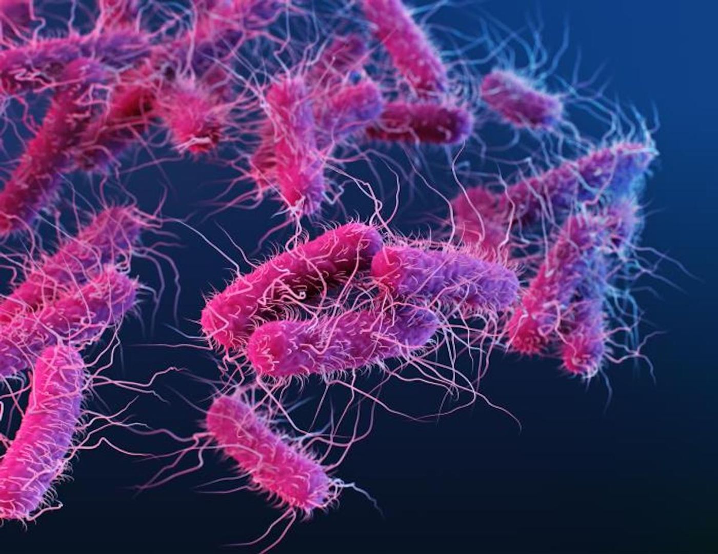 A medical illustration of extended spectrum beta-lactamase (ESBL)-producing Enterobacteriaceae bacteria / Credit: CDC/ Antibiotic Resistance Coordination and Strategy Unit / Photo Credit: Medical Illustrator: Alissa Eckert