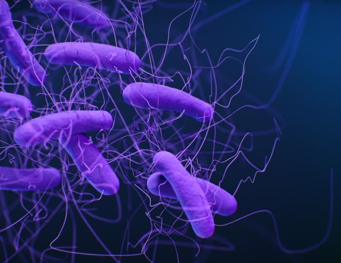 A medical illustration of Clostridioides difficile bacteria, formerly known as Clostridium difficile/ Credit: CDC/ Antibiotic Resistance Coordination and Strategy Unit / Photo Credit: Medical Illustrator: Jennifer Oosthuizen