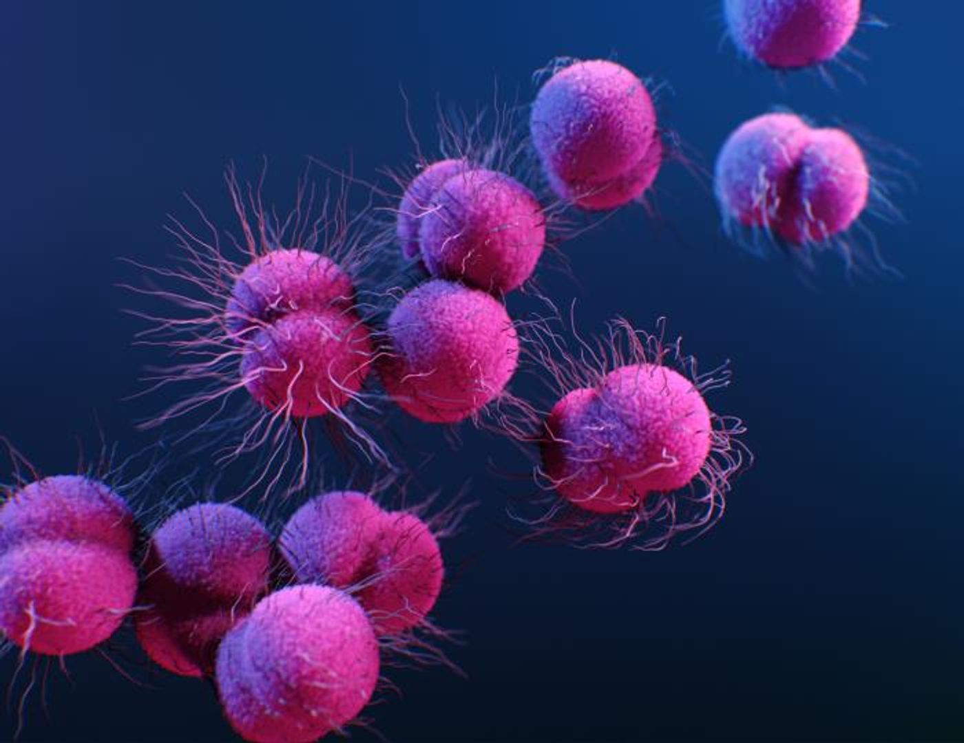 A medical illustration of drug-resistant, Neisseria gonorrhoeae bacteria / Credit: CDC/ Antibiotic Resistance Coordination and Strategy Unit / Photo Credit: Medical Illustrator: Alissa Eckert