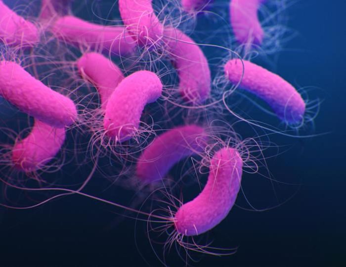 A medical illustration of multidrug-resistant, Pseudomonas aeruginosa bacteria, presented in the Centers for Disease Control and Prevention (CDC) publication: Antibiotic Resistance Threats in the United States, 2019 / Credit: CDC/ Antibiotic Resistance Coordination and Strategy Unit / Medical Illustrator: Jennifer Oosthuizen