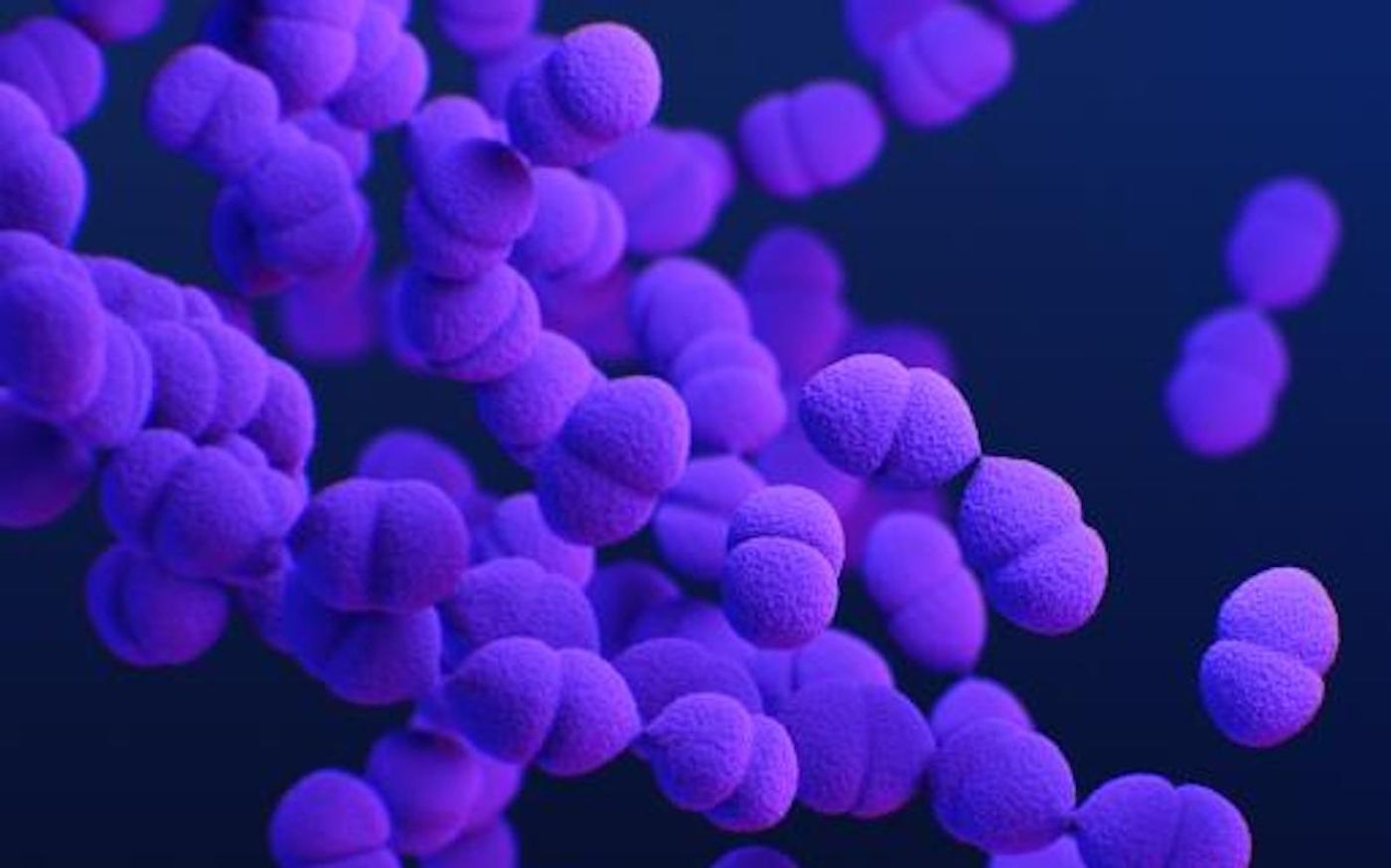 A medical illustration of drug-resistant, Streptococcus pneumoniae bacteria / Credit: CDC / Medical Illustrator: Meredith Newlove
