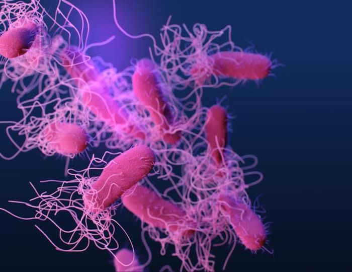 A medical illustration of drug-resistant, nontyphoidal, Salmonella sp. bacteria / Credit: CDC/ Antibiotic Resistance Coordination and Strategy Unit / Medical Illustrator: James Archer