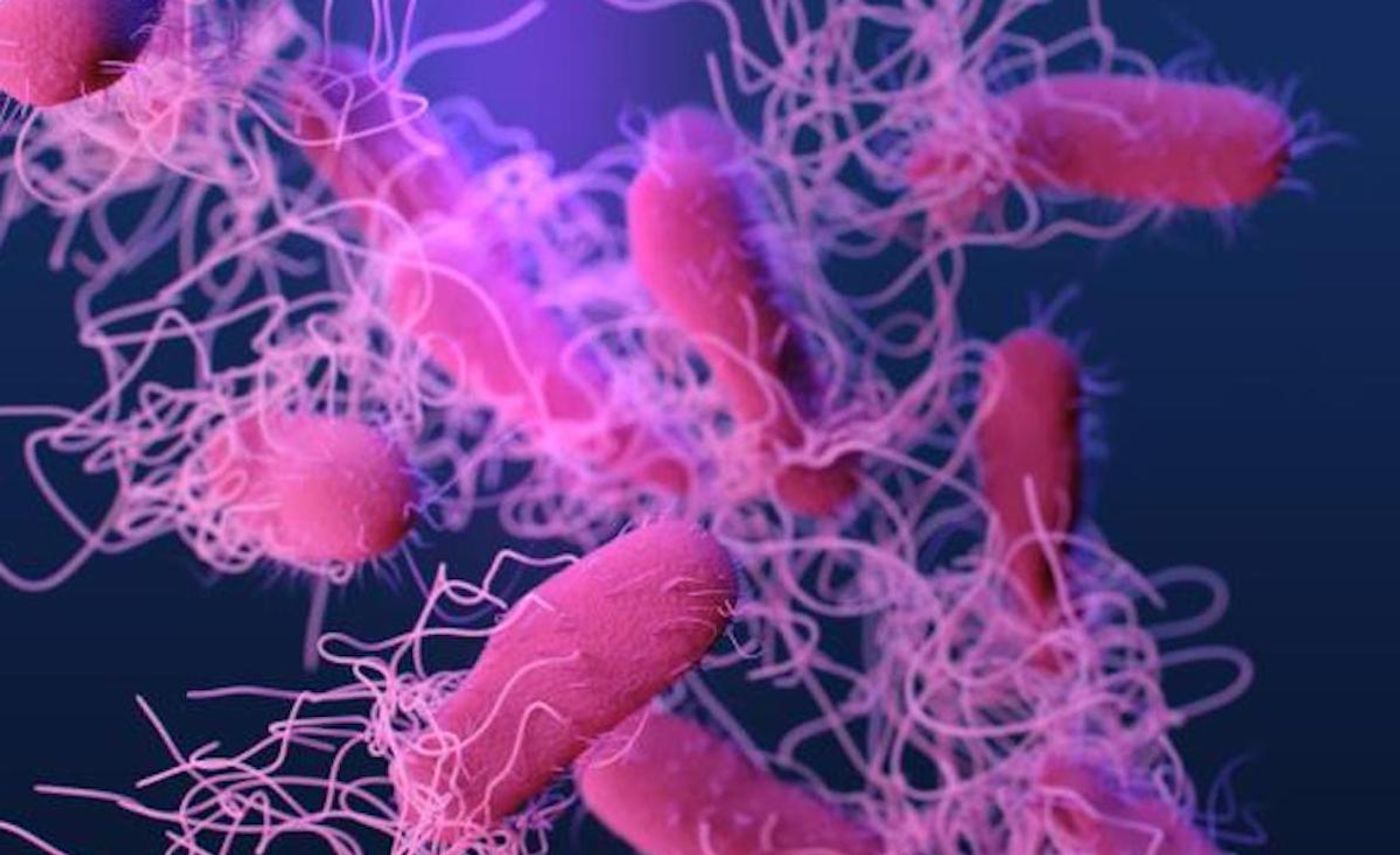 Modified from a medical illustration of drug-resistant, nontyphoidal, Salmonella sp. bacteria/ Credit: CDC/ Antibiotic Resistance Coordination and Strategy Unit / Medical Illustrator: James Archer