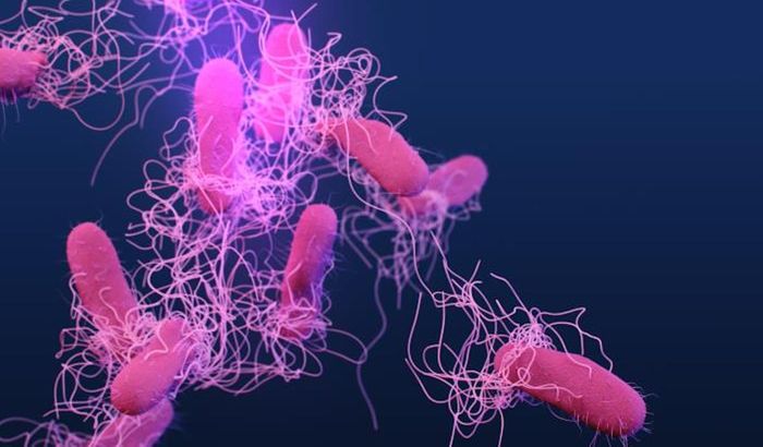 Cropped from a medical illustration of drug-resistant, Salmonella serotype Typhi bacteria / Credit: Centers for Disease Control and Prevention (CDC)/  Medical Illustrator: James Archer