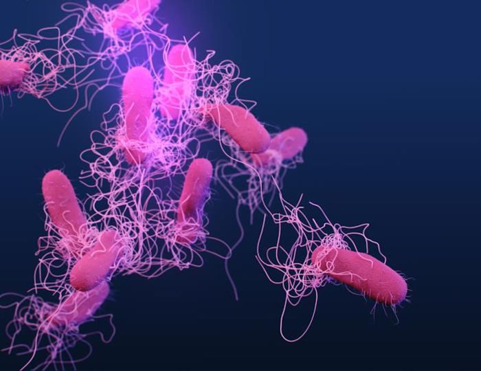 A medical illustration of drug-resistant, Salmonella serotype Typhi bacteria / Credit: CDC/ Antibiotic Resistance Coordination and Strategy Unit