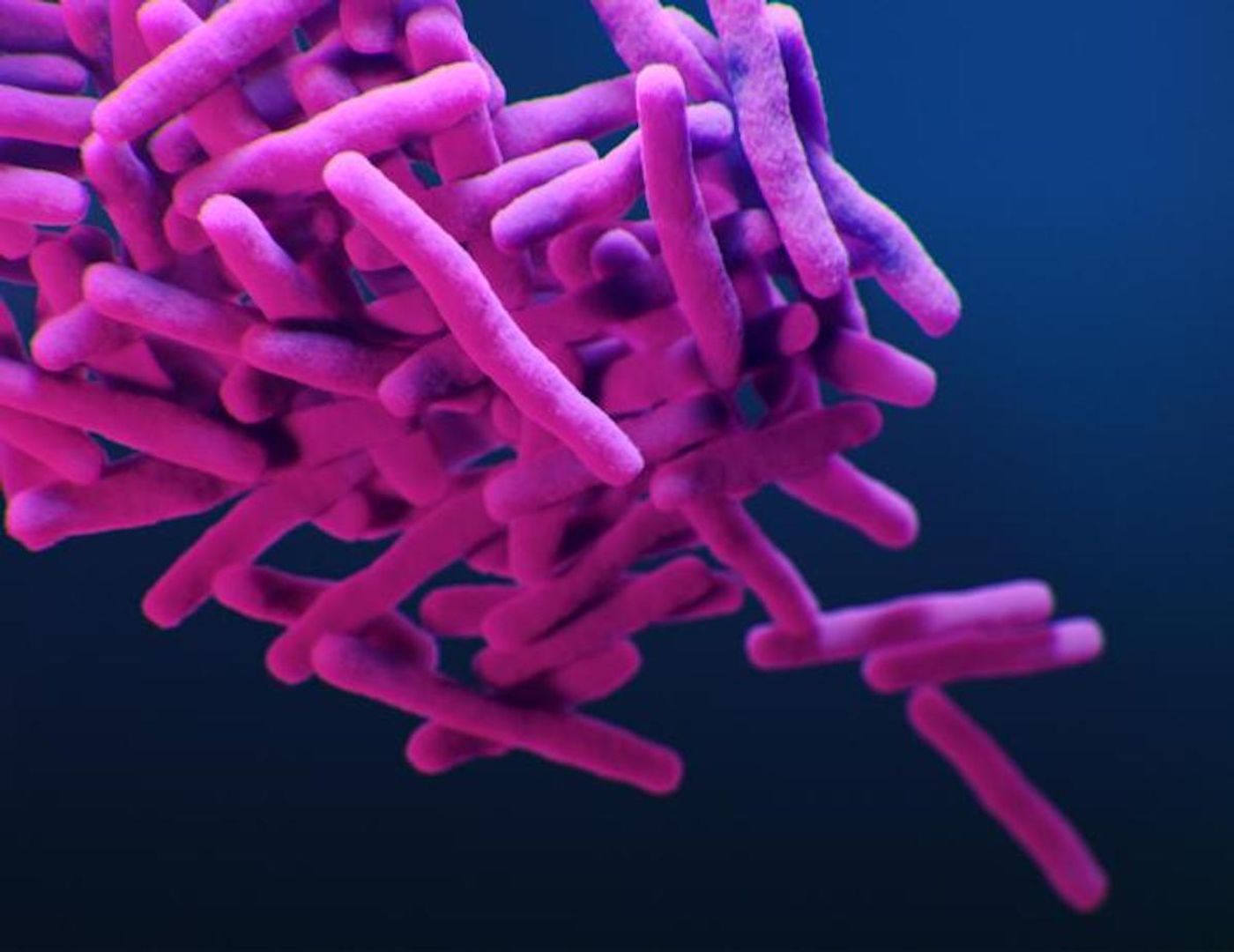 A medical illustration of drug-resistant Mycobacterium tuberculosis bacteria / Credit: CDC/ Antibiotic Resistance Coordination and Strategy Unit / Medical Illustrators: Alissa Eckert; James Archer