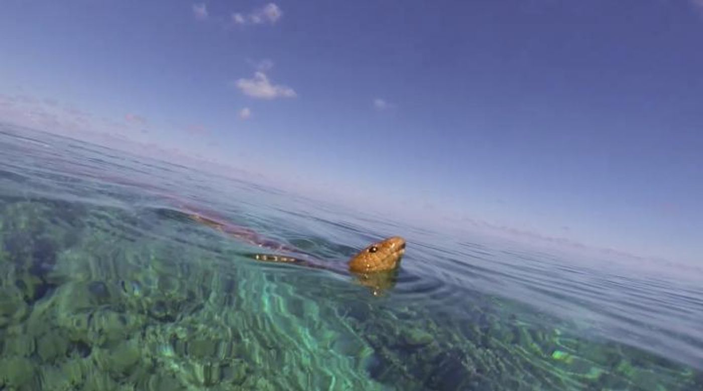 An olive sea snake (Aipysurus laevis) taking a breath while foraging in Western Australia / Credit: Bruno Simoes, University of Plymouth