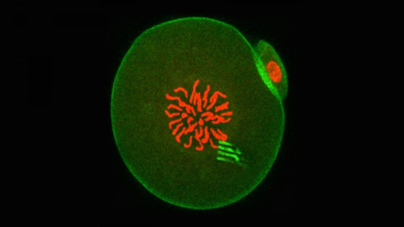 At this point in development, the embryo chromosomes (which appear red in the centre) are preparing to separate during the first cell division. The device prongs can be seen fluorescing green, with green-fluorescing actin around the periphery. / Credit: Professor Tony Perry