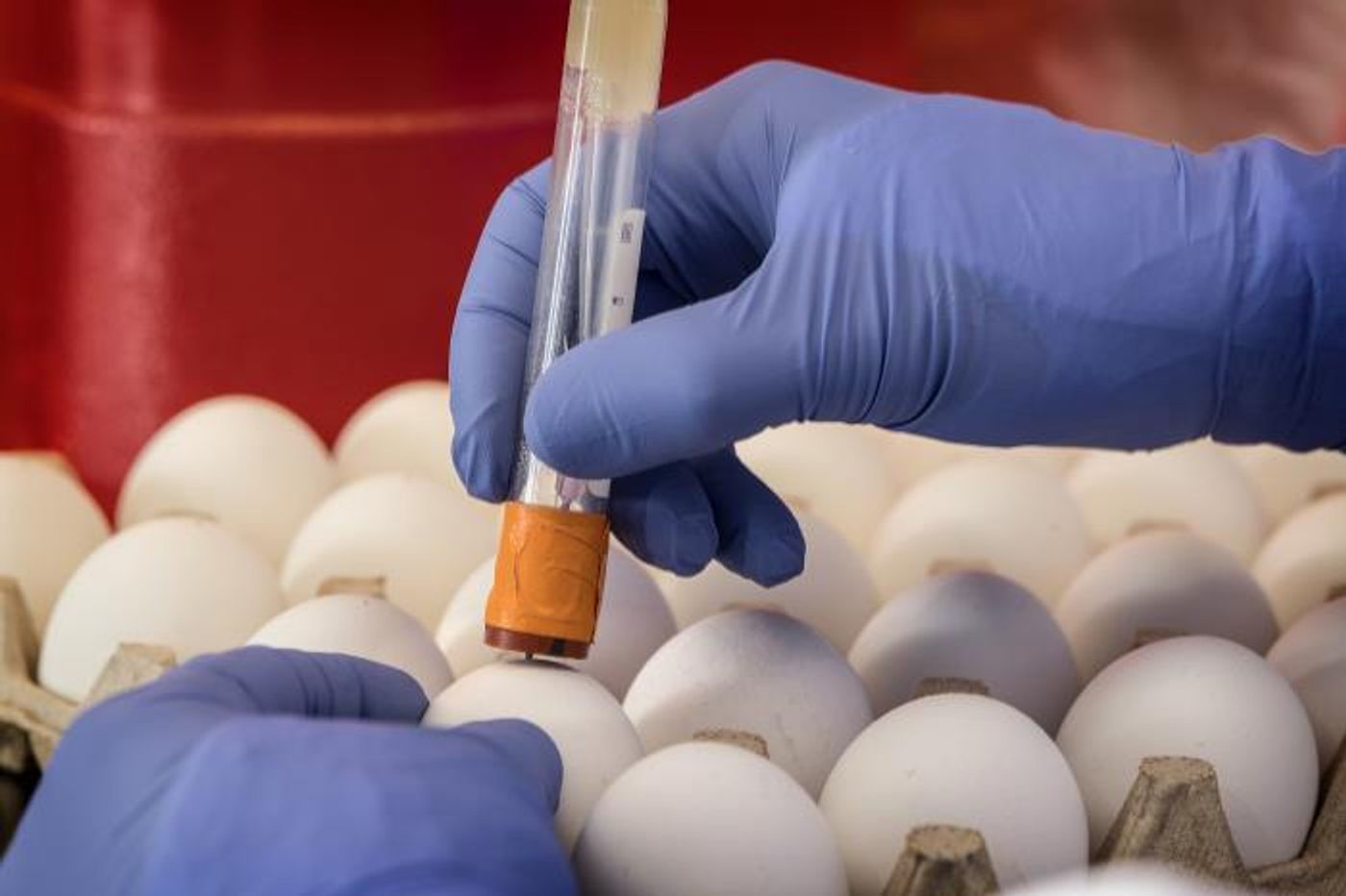 A 2019 photo of a CDC scientist using a needle to punch a hole into a fertilized chicken egg. Influenza virus will be injected into the egg through this hole. It will multiply in the egg. CDC scientists use eggs to grow influenza viruses for lab studies. / Credit: CDC/Robert Denty / Photo Credit: James Gathany