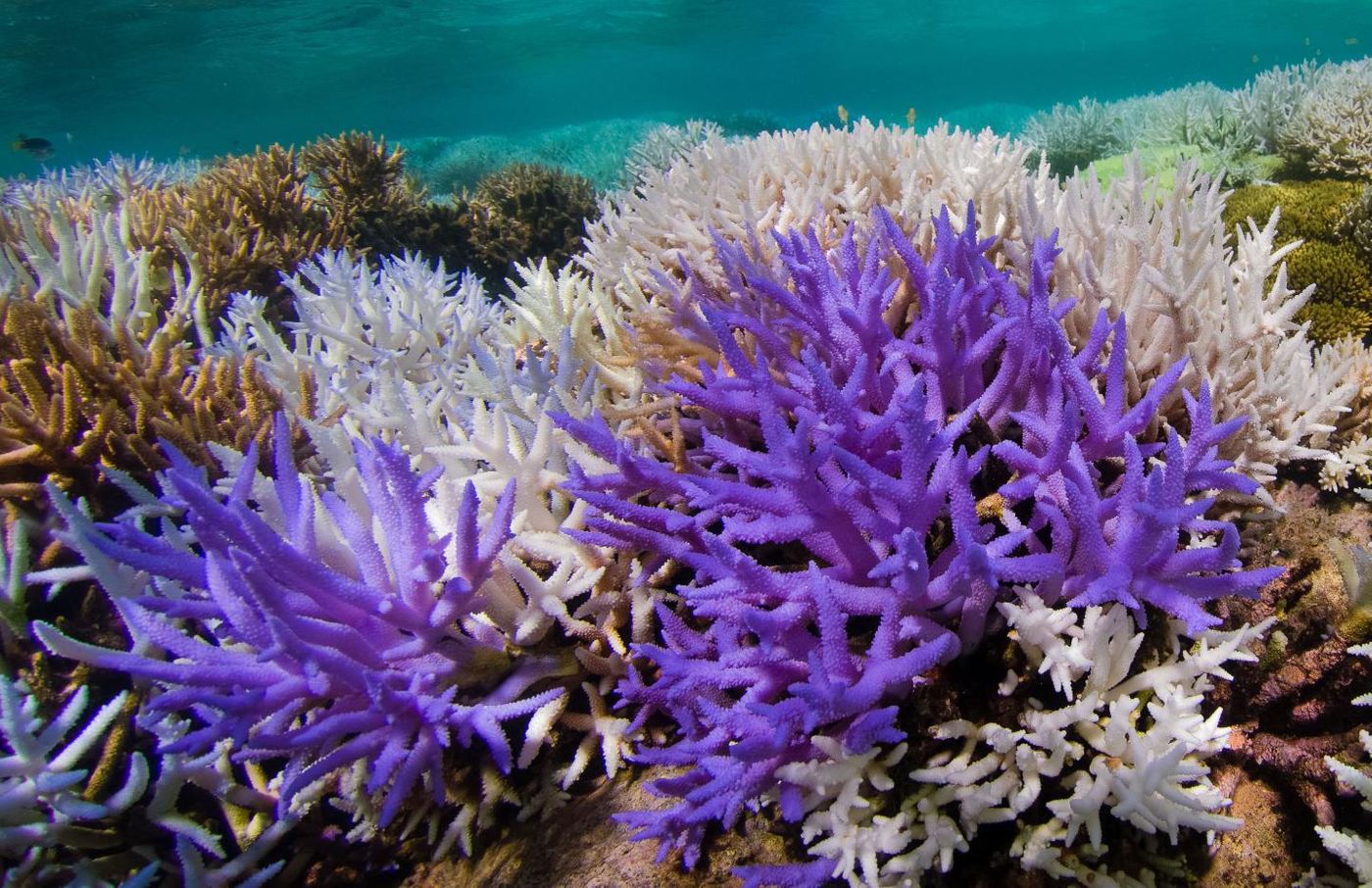 Acropora corals. Colourful bleaching in New Caledonia. / Credit: The Ocean Agency/XL Catlin Seaview Survey