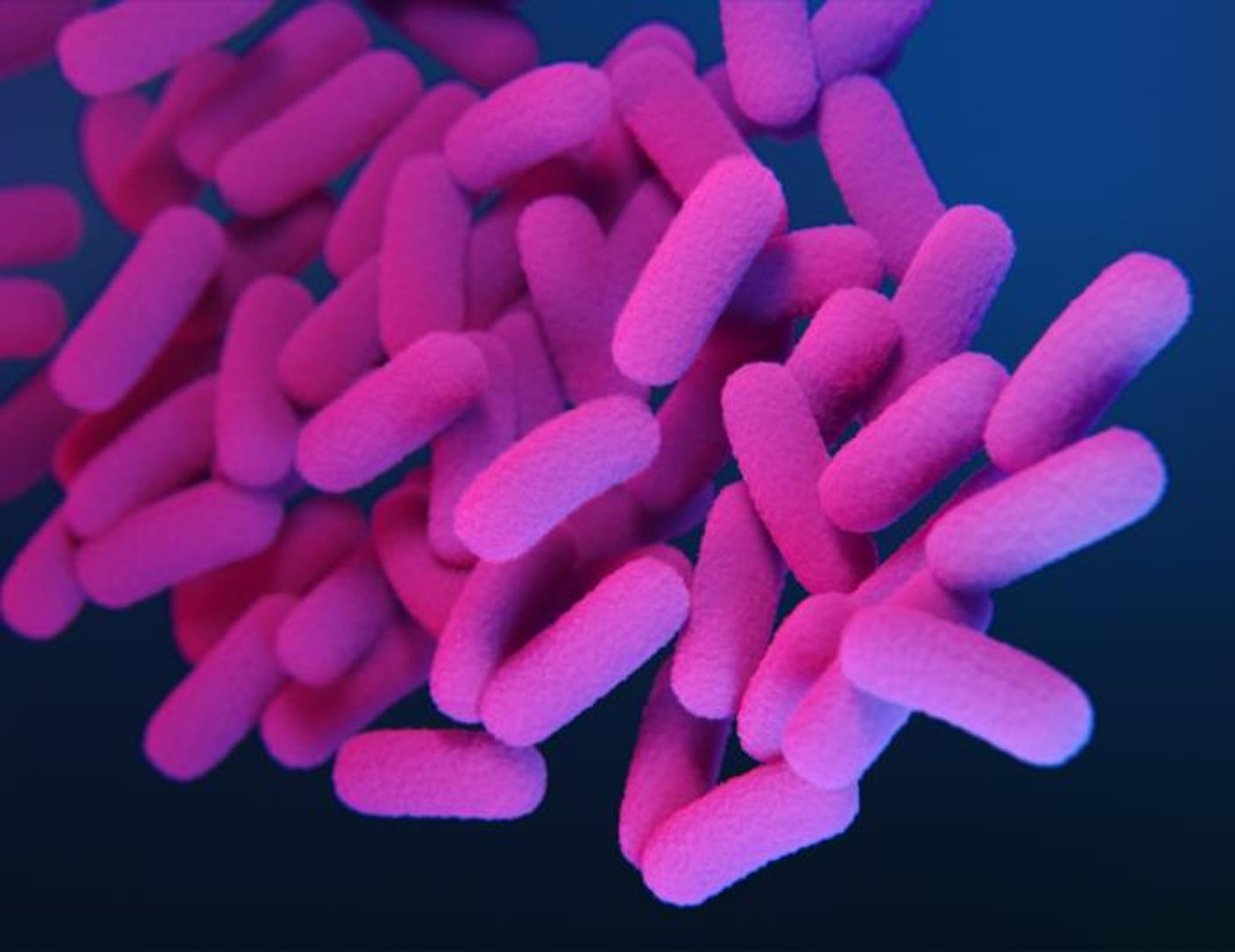 A medical illustration of drug-resistant, Bordetella pertussis bacteria / Credit: CDC/ CDC-Antibiotic Resistance Coordination and Strategy Unit / Medical Illustrator: Dan Higgins