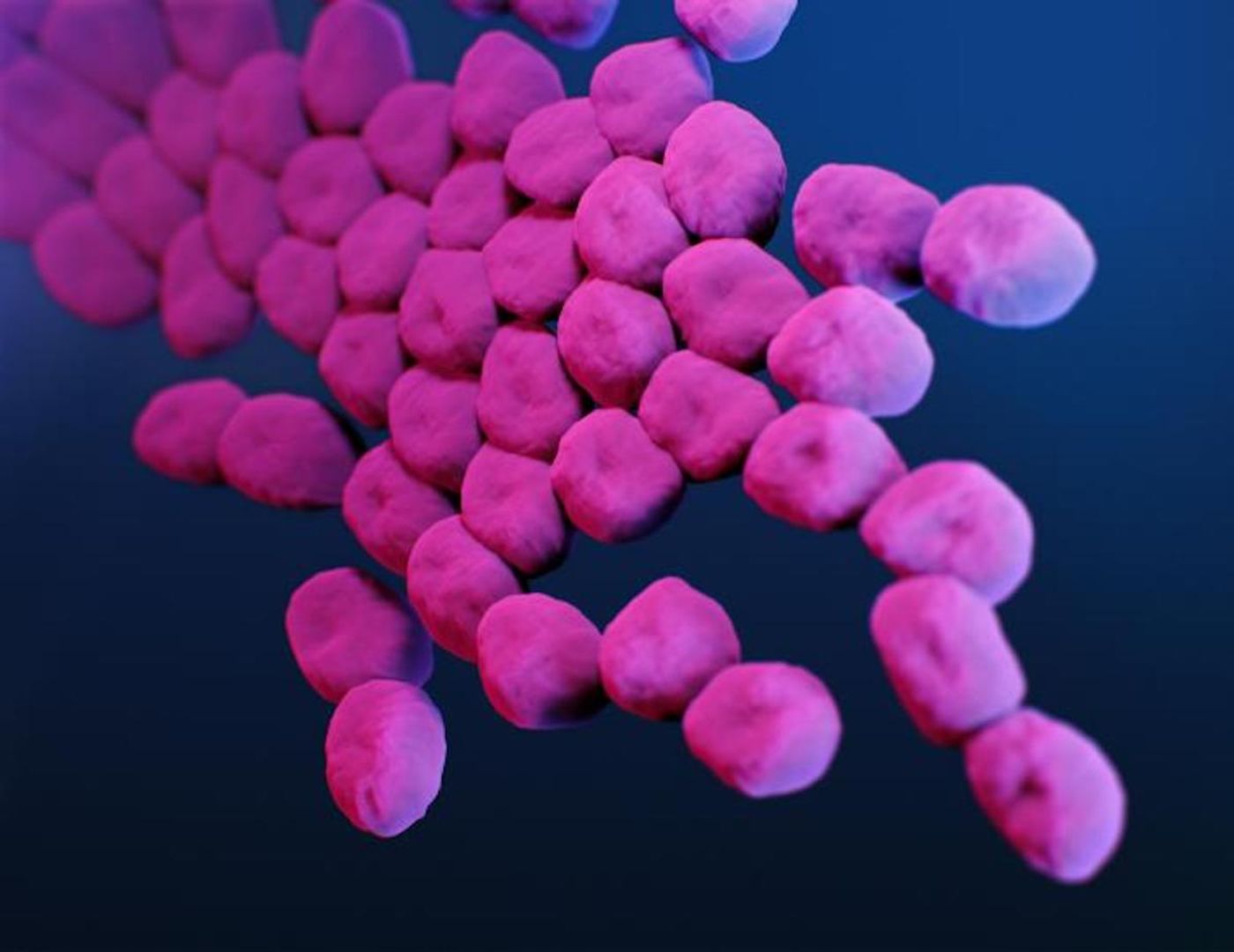 A medical illustration of carbapenem-resistant, Acinetobacter sp. bacteria / Credit: CDC/ Antibiotic Resistance Coordination and Strategy Unit / Medical Illustrators: Dan Higgins; James Archer