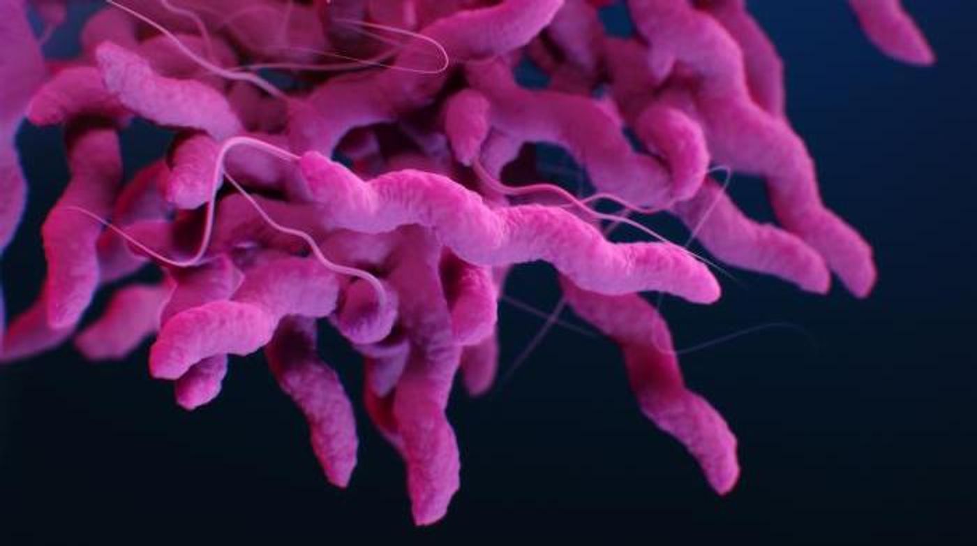 A medical illustration of drug-resistant, Campylobacter sp. bacteria, presented in the CDC publication: Antibiotic Resistance Threats in the United States, 2019 / Credit: CDC/ Antibiotic Resistance Coordination and Strategy Unit / Medical Illustrator: Alissa Eckert