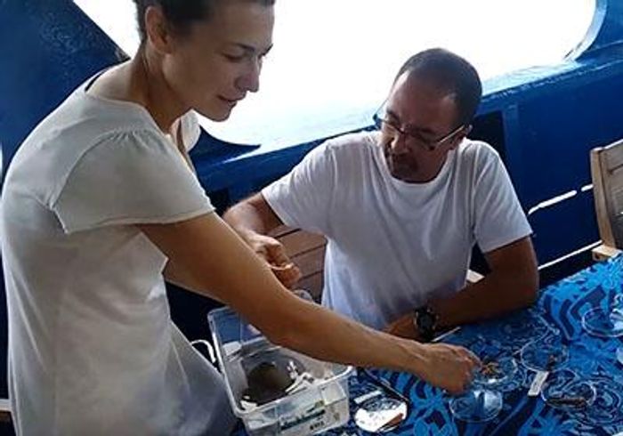 Helena Safavi, left, helps her colleague, José Rosado from Maputo, Mozambique, sort cone snails collected by scuba divers near the Solomon Islands in the south Pacific. The scientists set up a mobile lab on the diving ship to dissect and preserve the biological samples. / Credit: Adam