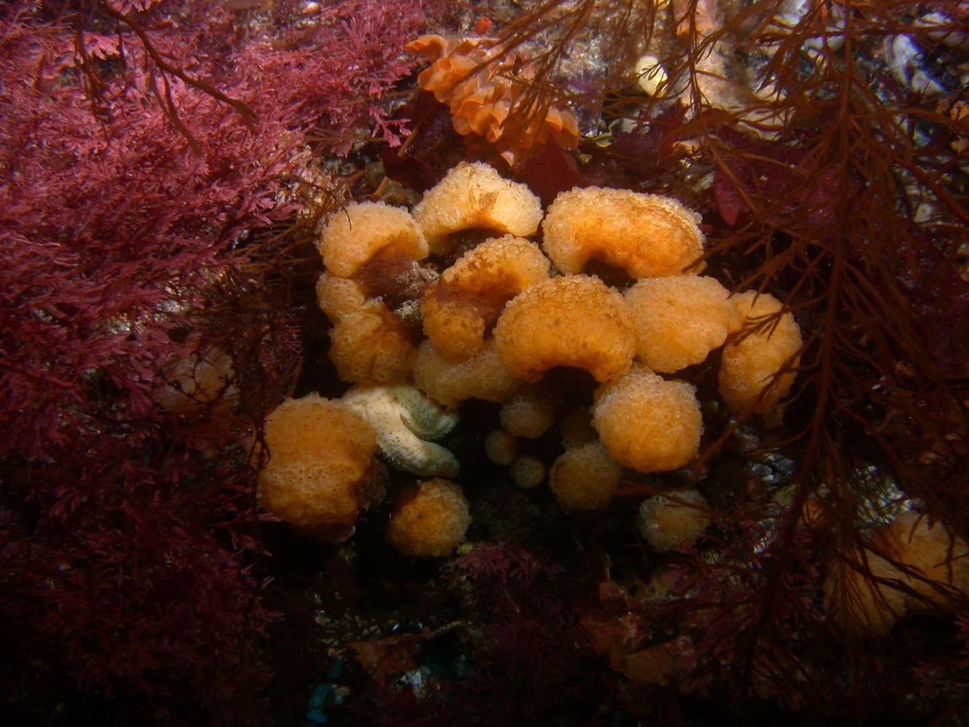 The Antarctic sea squirt Synoicum adareanum at 80 feet, among red algae and starfish on the seafloor. / Credit: Bill Baker, USF