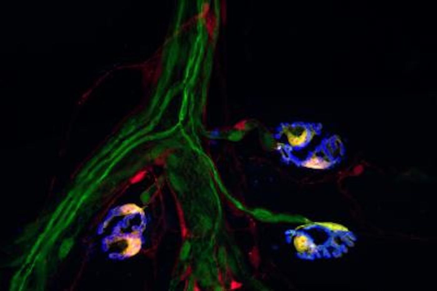 Two molecular markers, indicated by the red and green fluorescence, are found together only in synaptic Schwann cells. Together they offer a "bar code" that identifies Schwann cells, an important subtype of glia. Credit  Valdez Lab / Center for Translational Neuroscience / Brown University