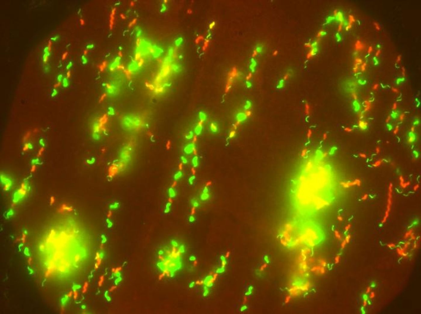 C. Jejuni cell bodies (red) and flagella (green) / Credit: Eli Cohen / Imperial College London