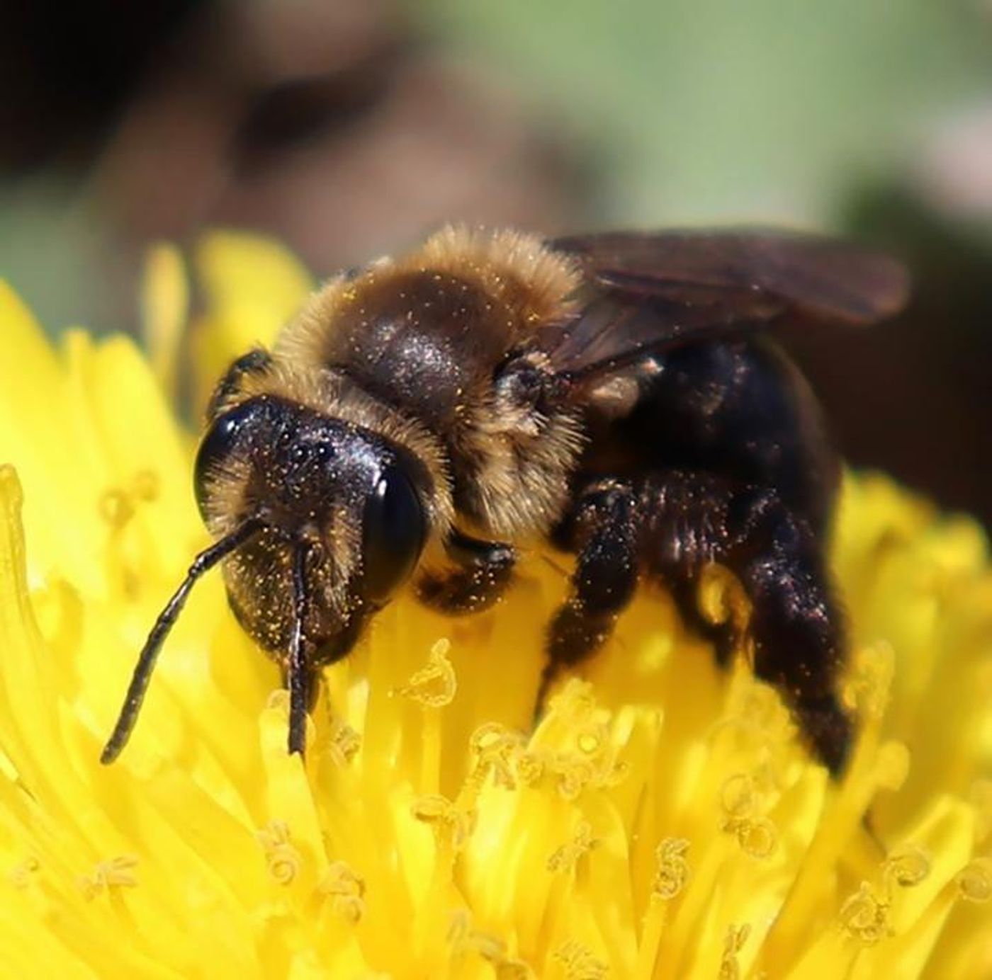 Andrena_vacinia, is a miner bee and one of the declining bee species / Credit: Professor Sandra Rehan, Faculty of Science, York University