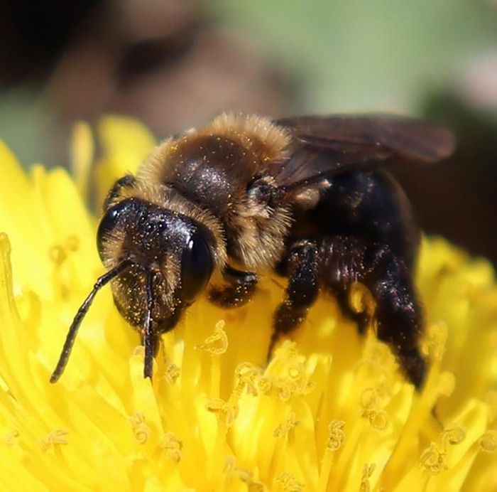 Andrena_vacinia, is a miner bee and one of the declining bee species / Credit: Professor Sandra Rehan, Faculty of Science, York University