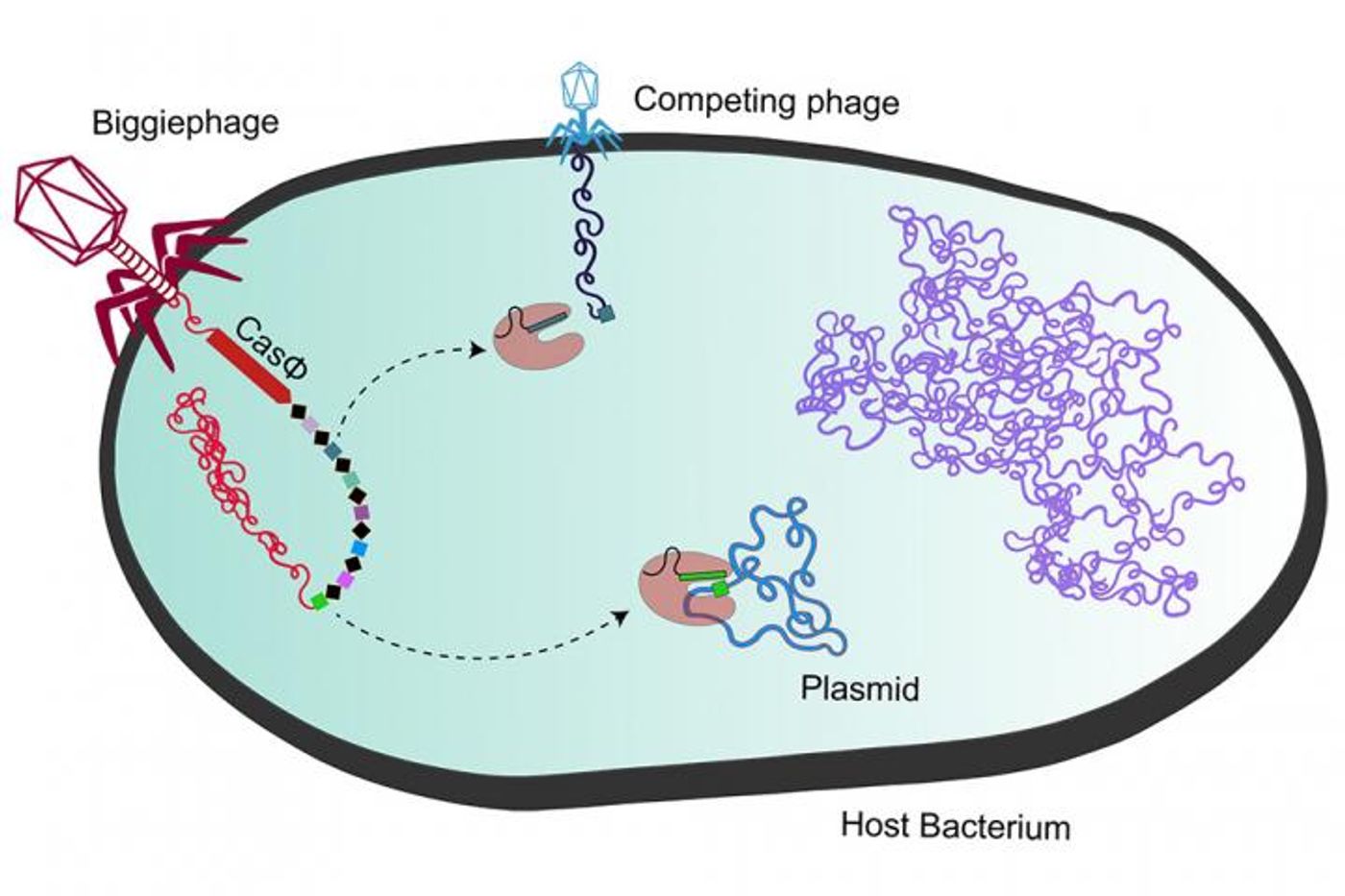 A megaphage (left) injects its DNA and genes for CasΦ (red) into bacterial cells, turning the bacteria against the phage's competitor (top). Reddish CasΦ proteins are enzymes that cut up viral DNA, while the bacterial genome is (purple). / Credit: UC Berkeley image by Basem Al-Shayeb and Patrick Pausch